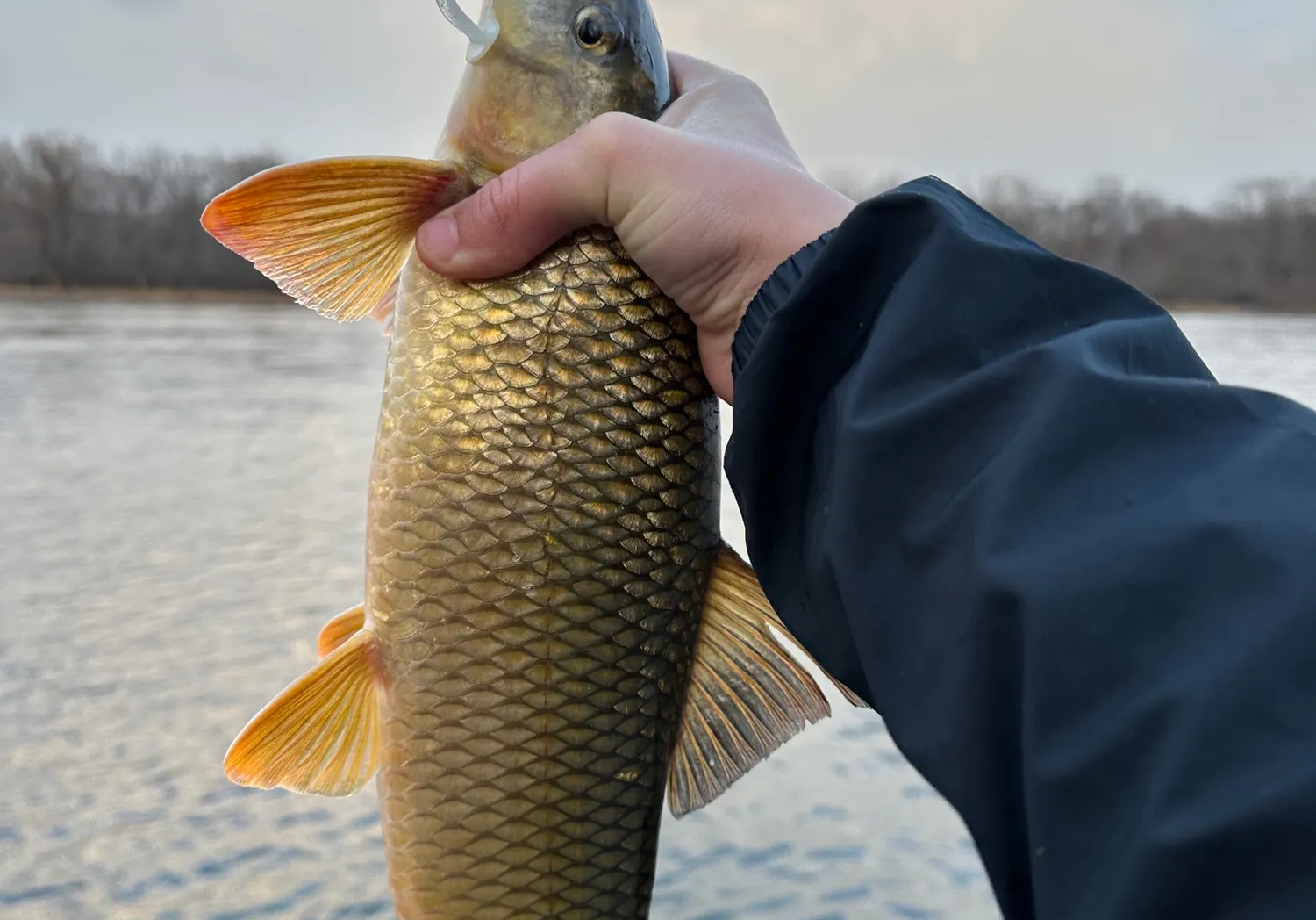 Shorthead redhorse