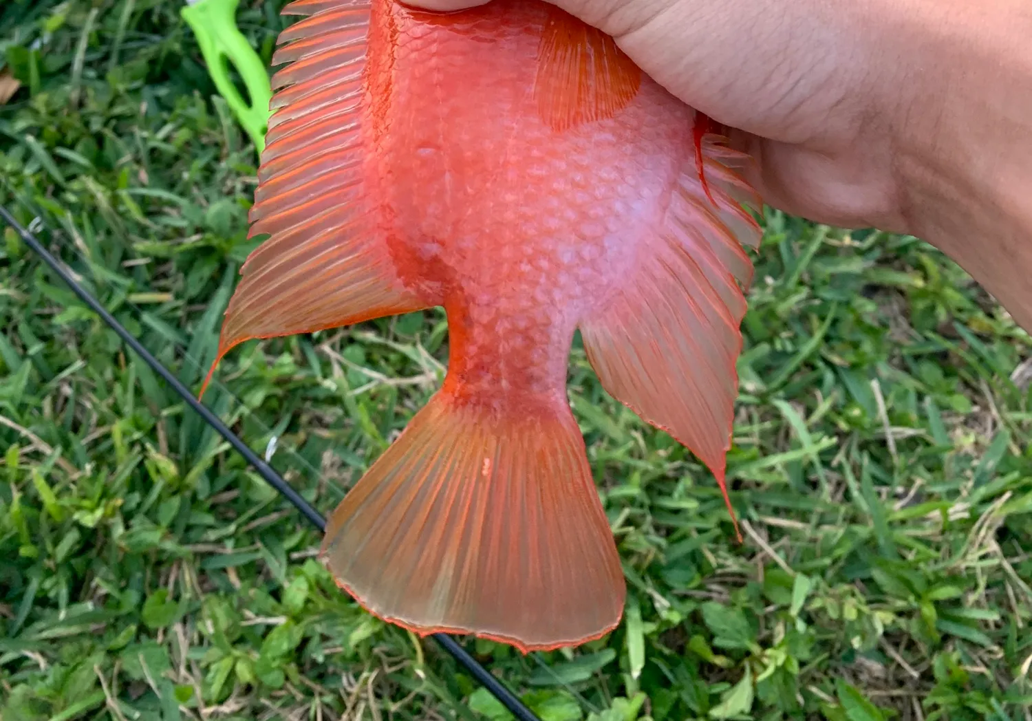 Red devil cichlid