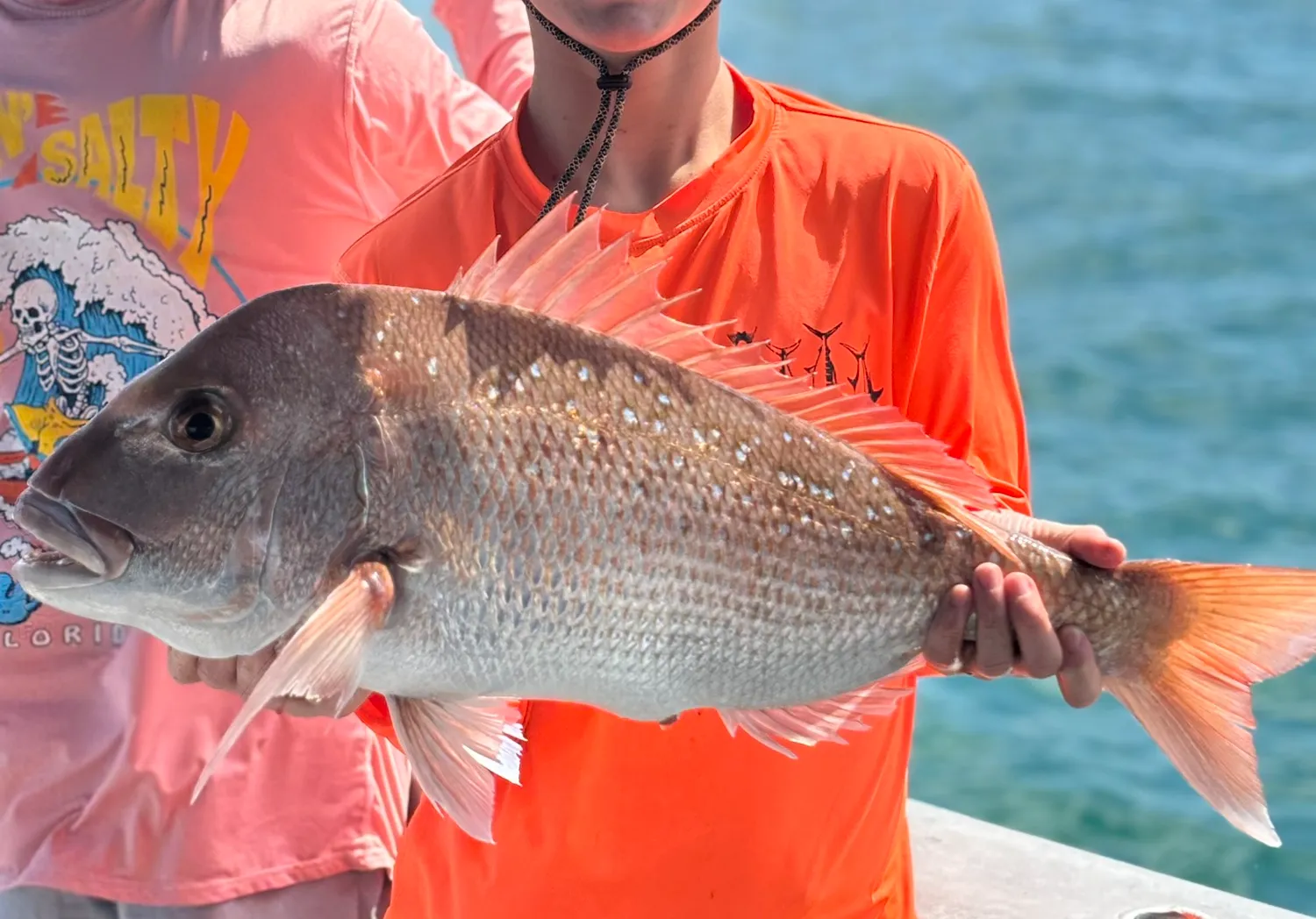 Australasian snapper