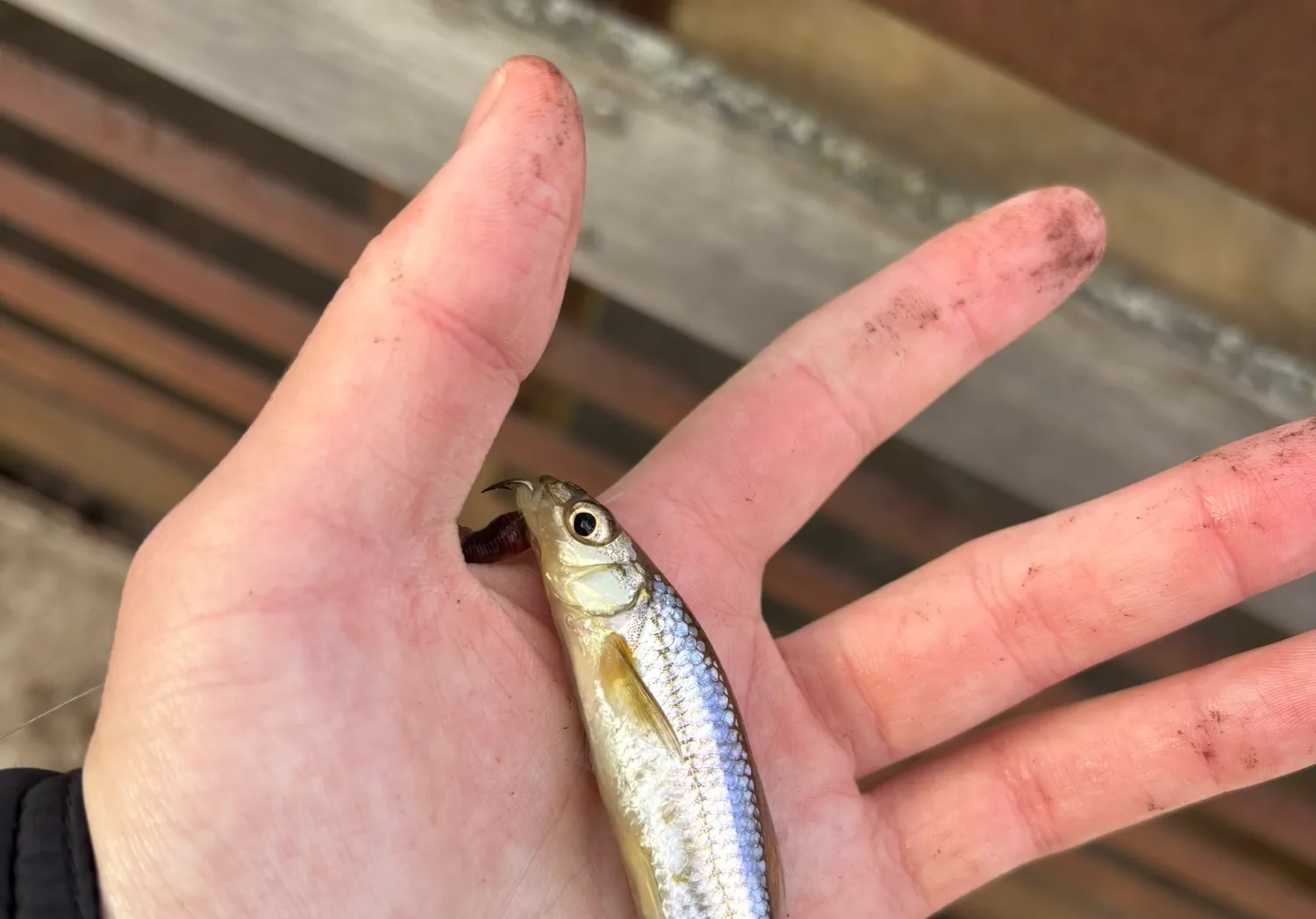 Eastern silvery minnow