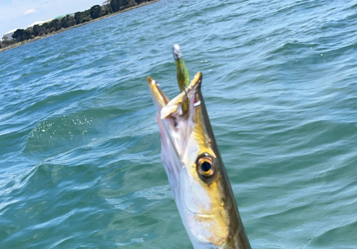 Australian barracuda