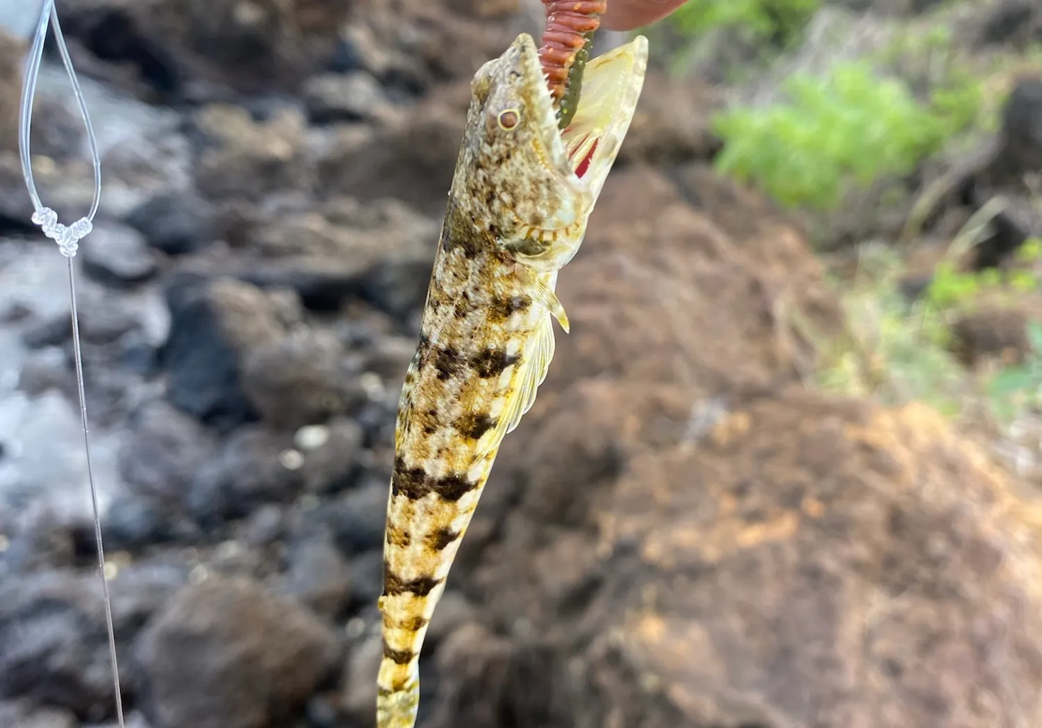 Variegated lizardfish