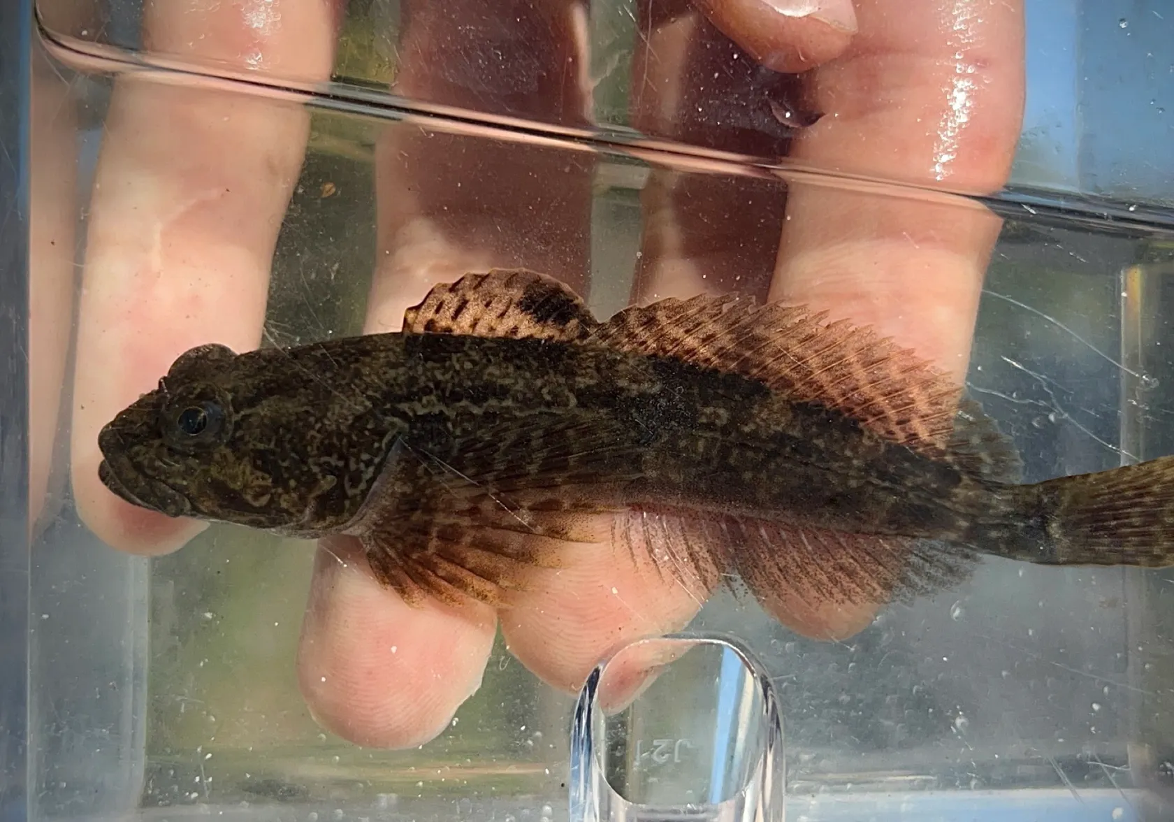 Prickly sculpin