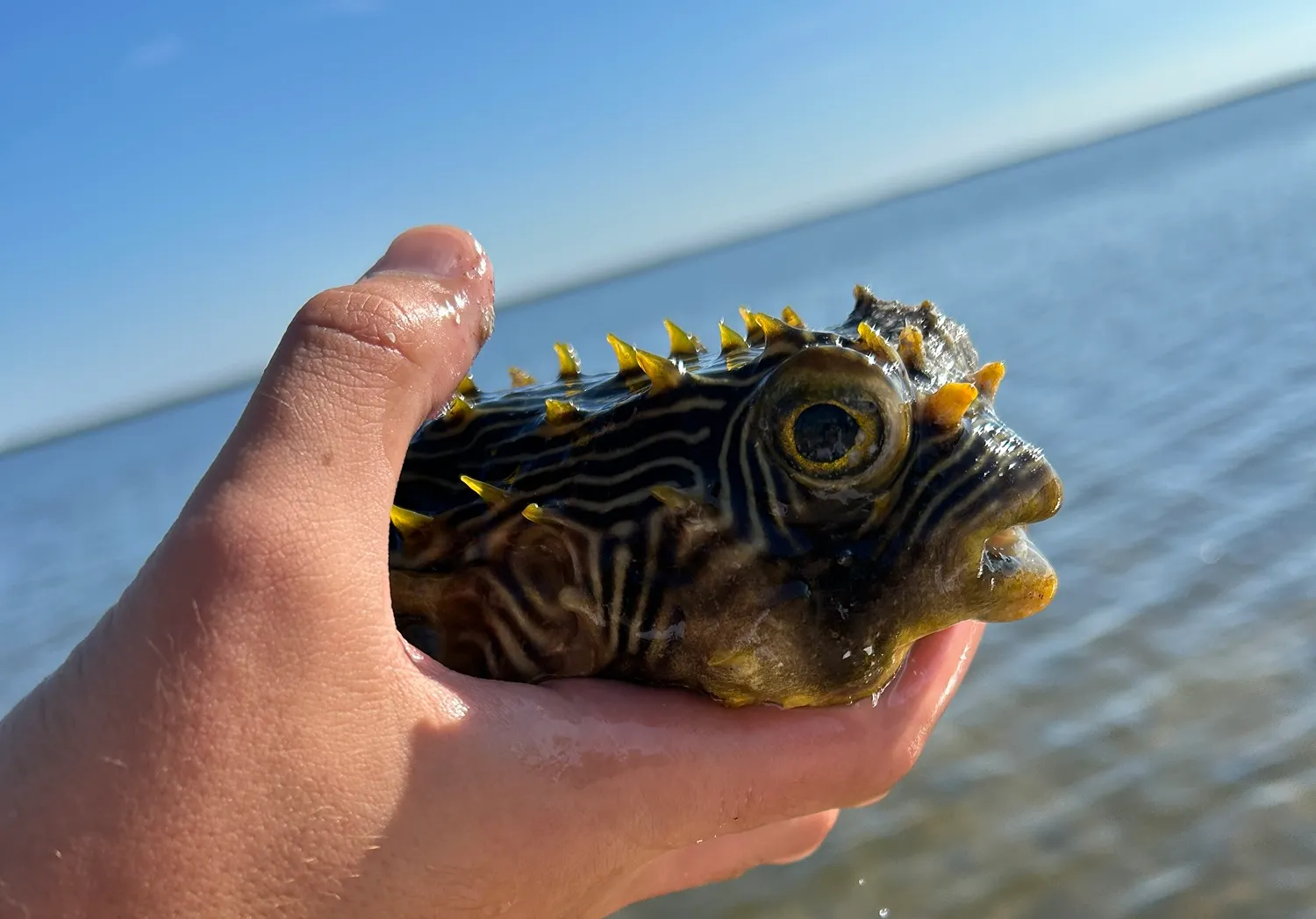 Striped burrfish