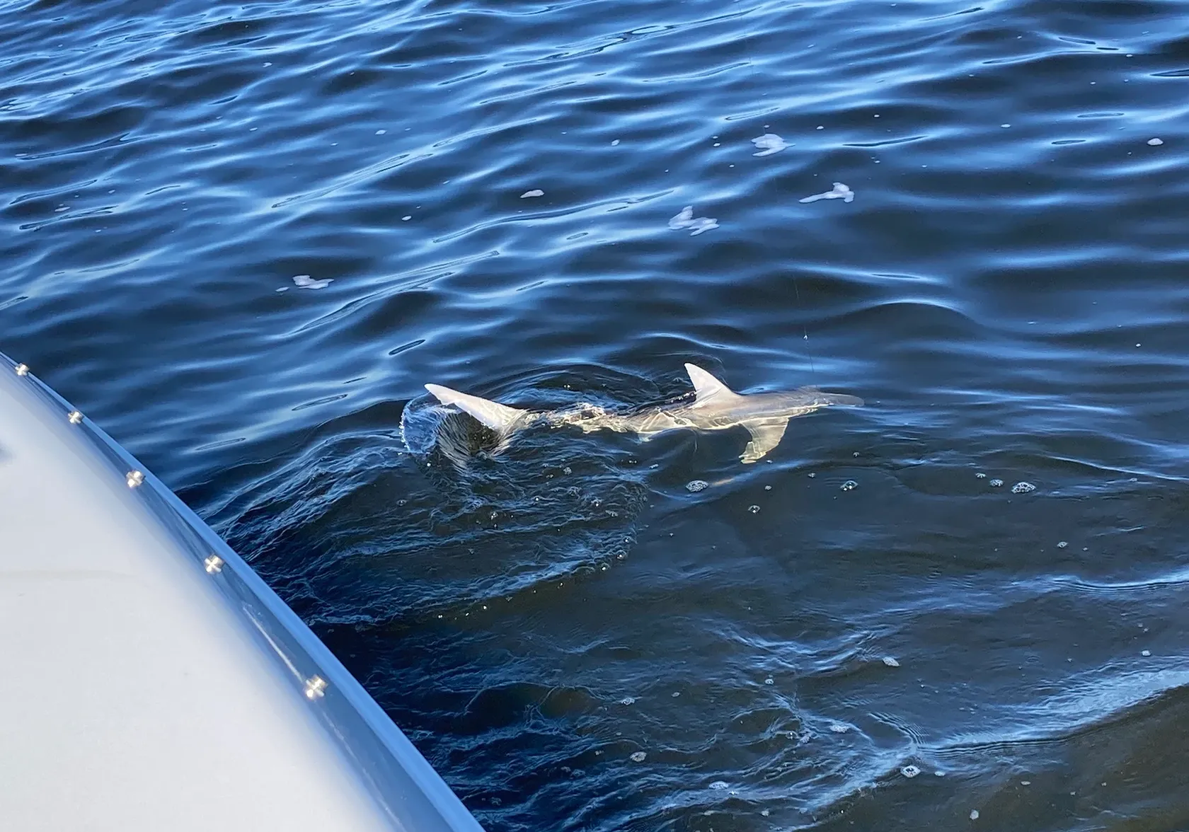 Smooth hammerhead shark