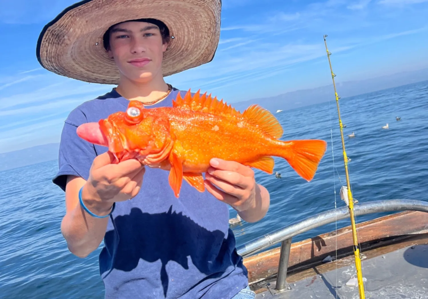 Starry rockfish