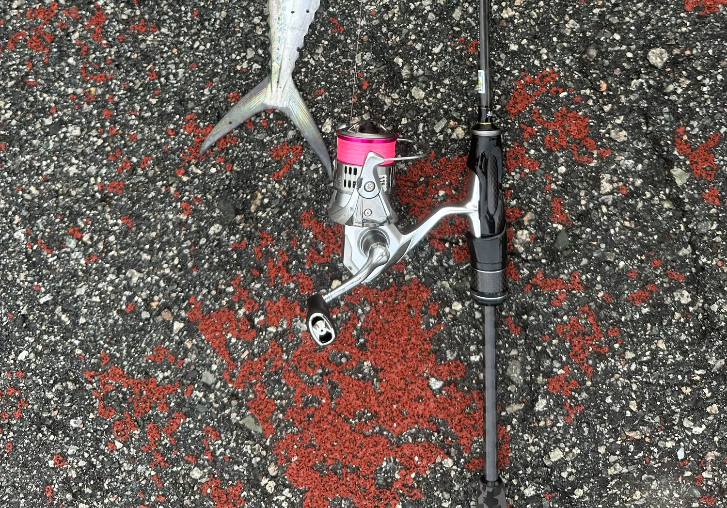 Australian spotted mackerel