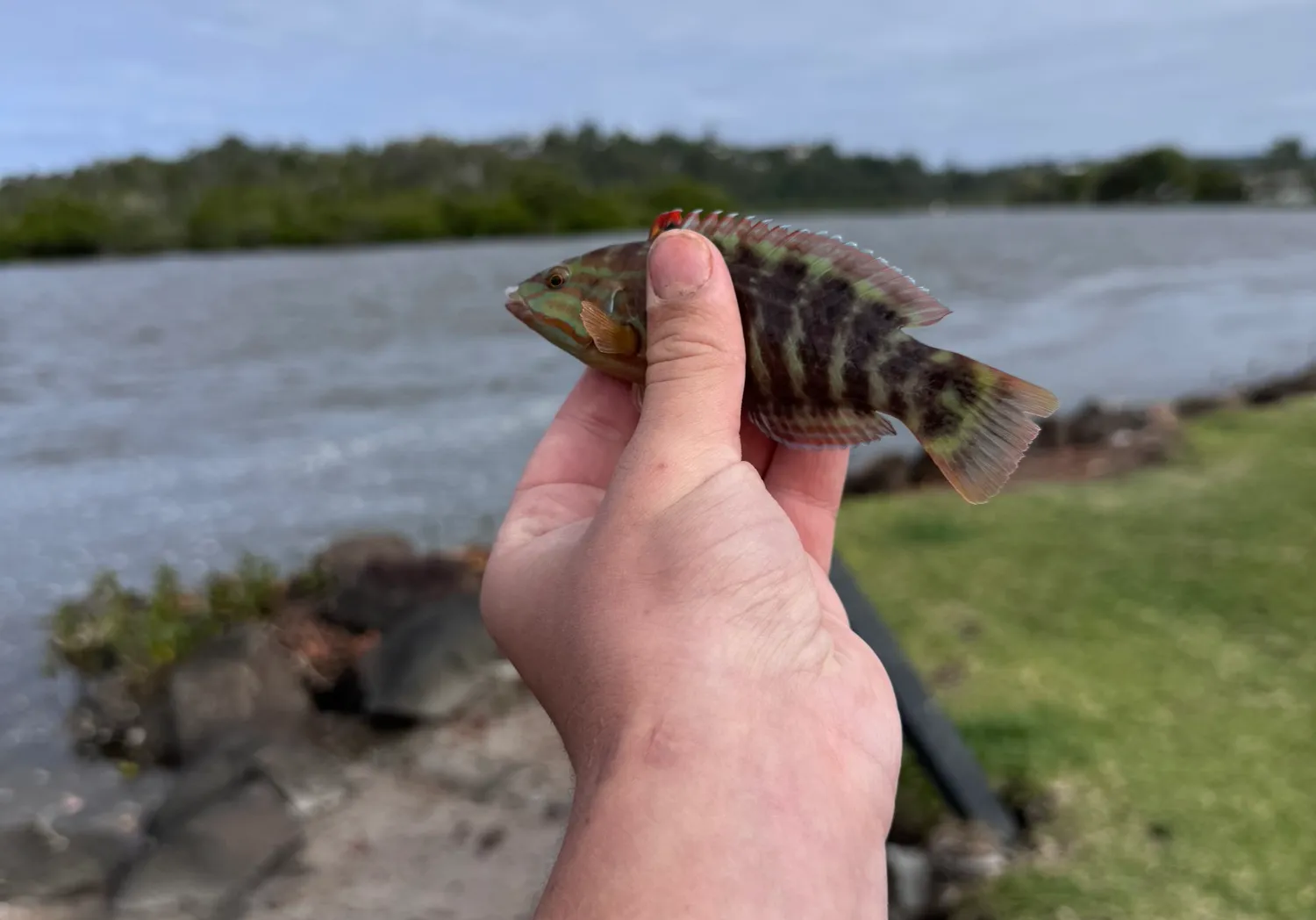 Gunther's wrasse