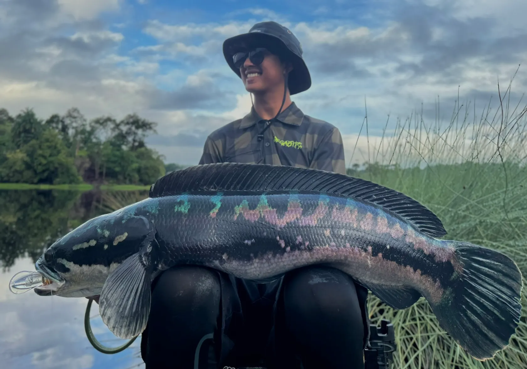 Indonesian snakehead