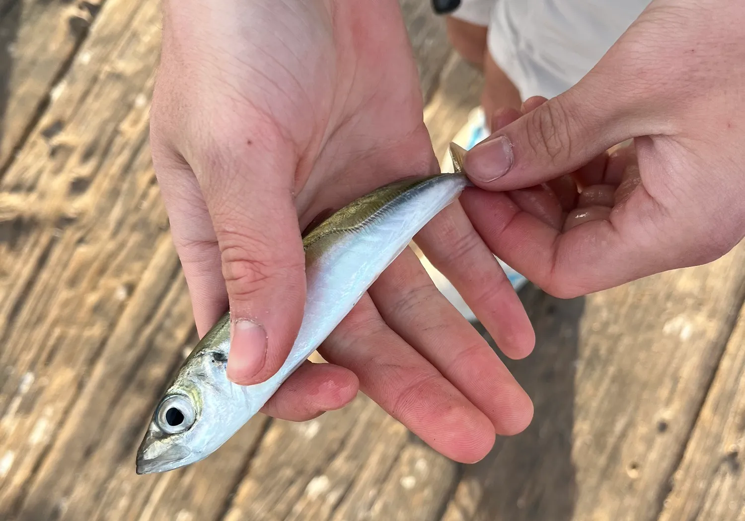 Pacific jack mackerel