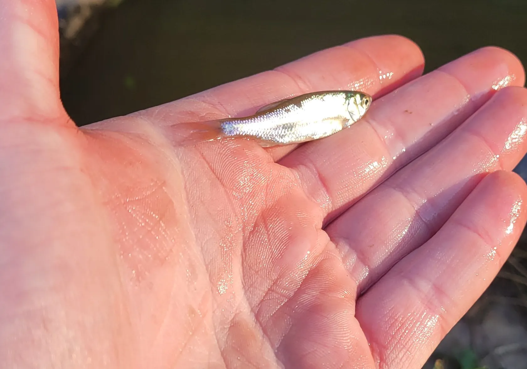 Blacknose shiner