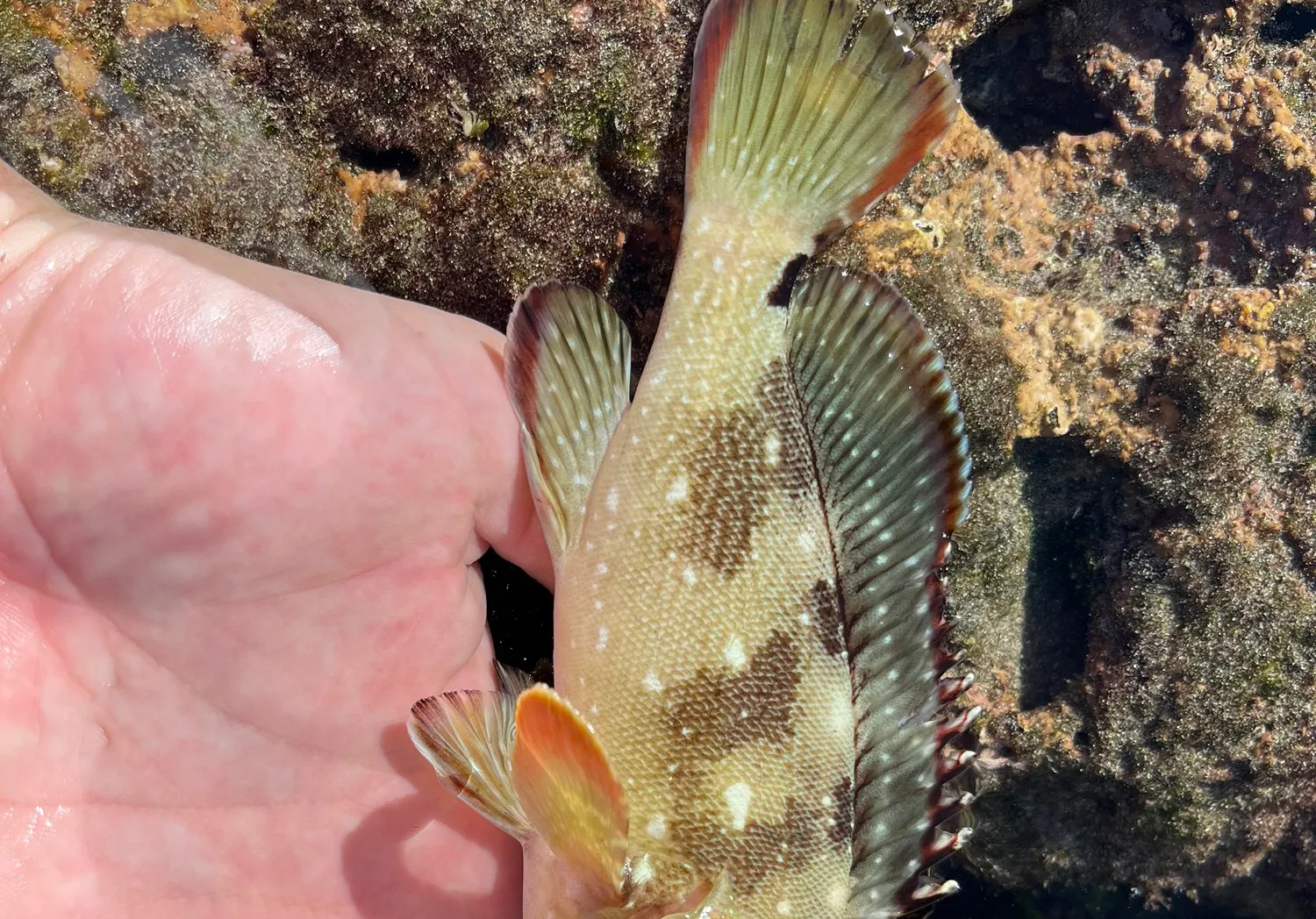 Starry grouper