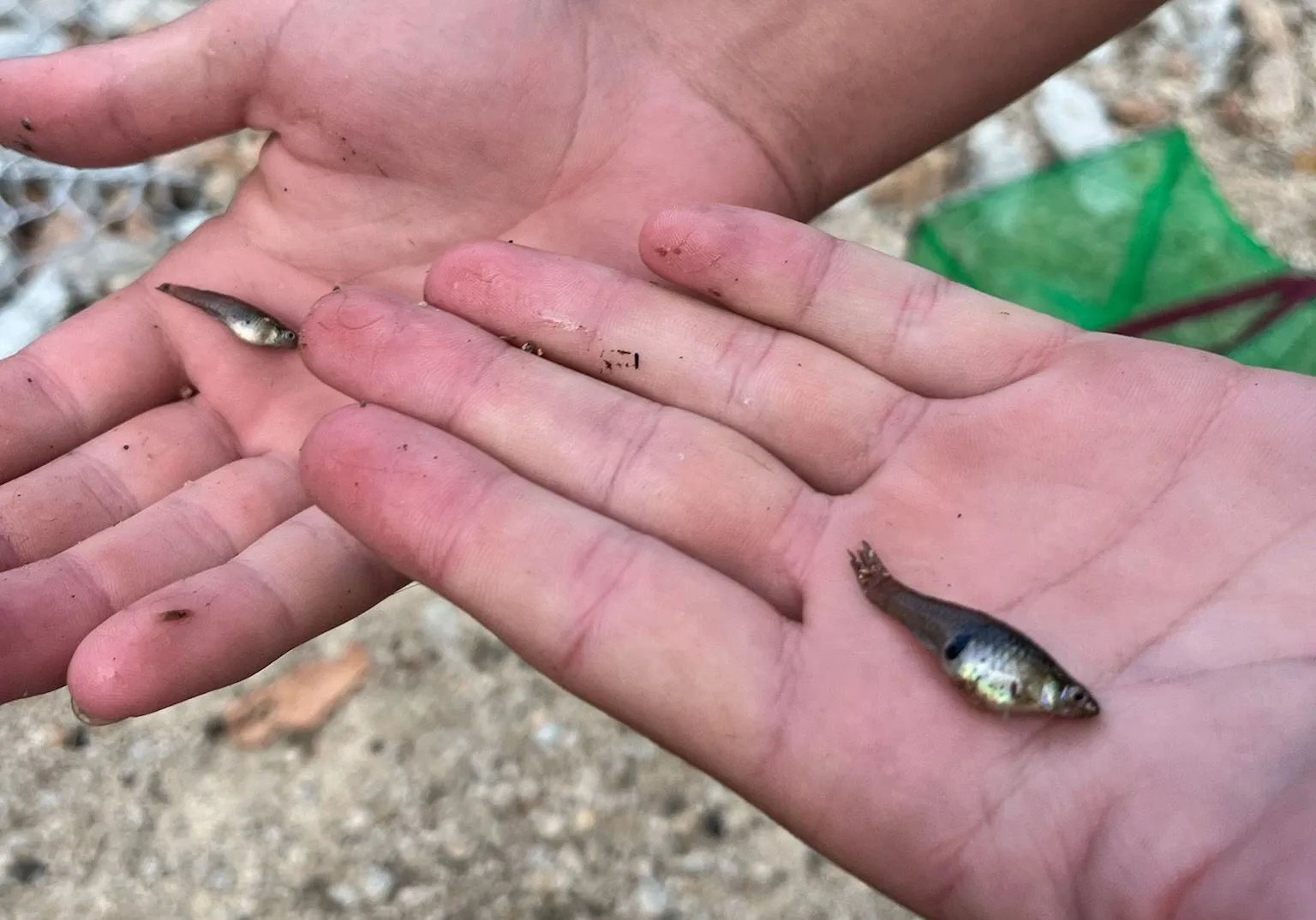 Eastern mosquitofish