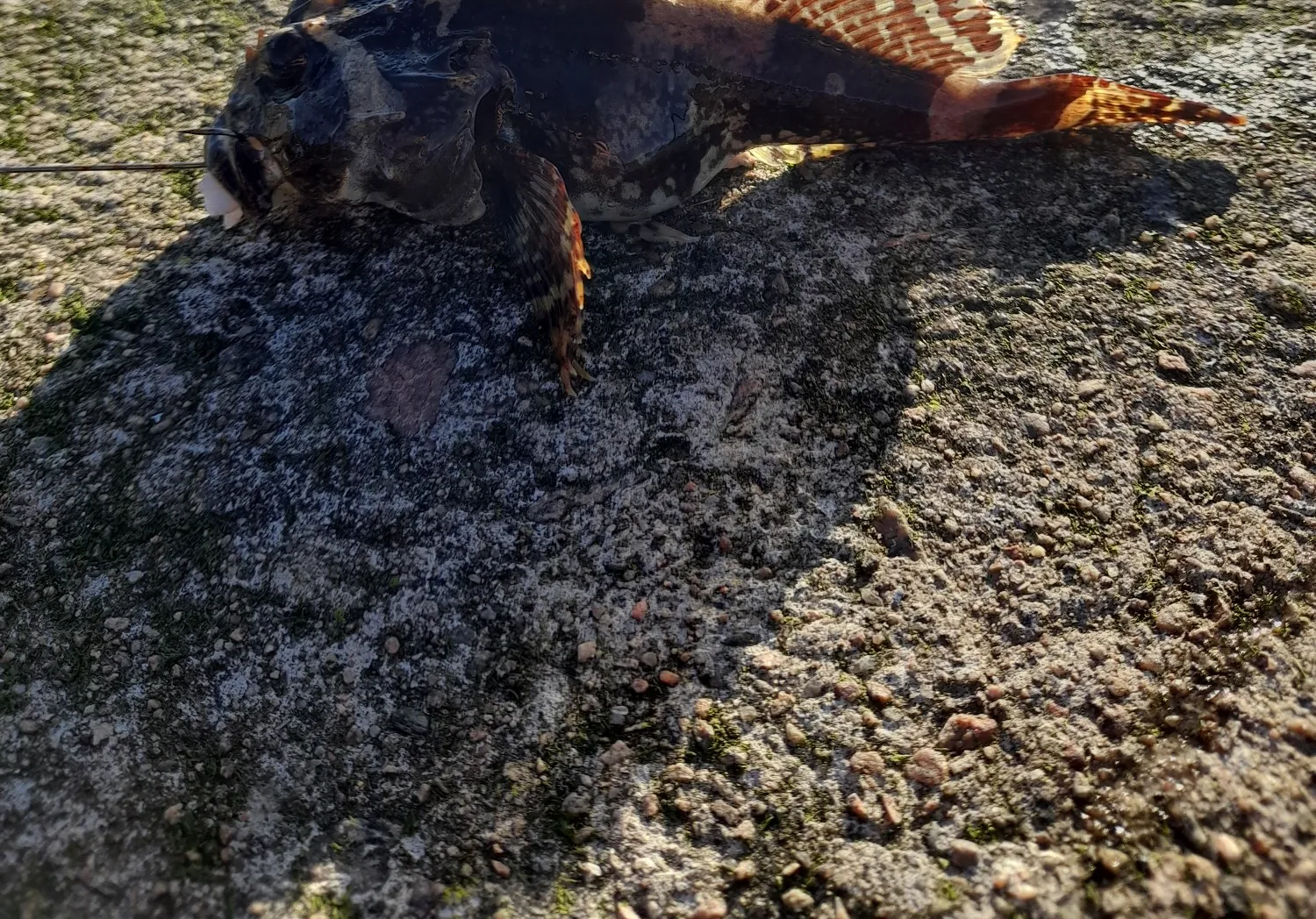 Shorthorn sculpin