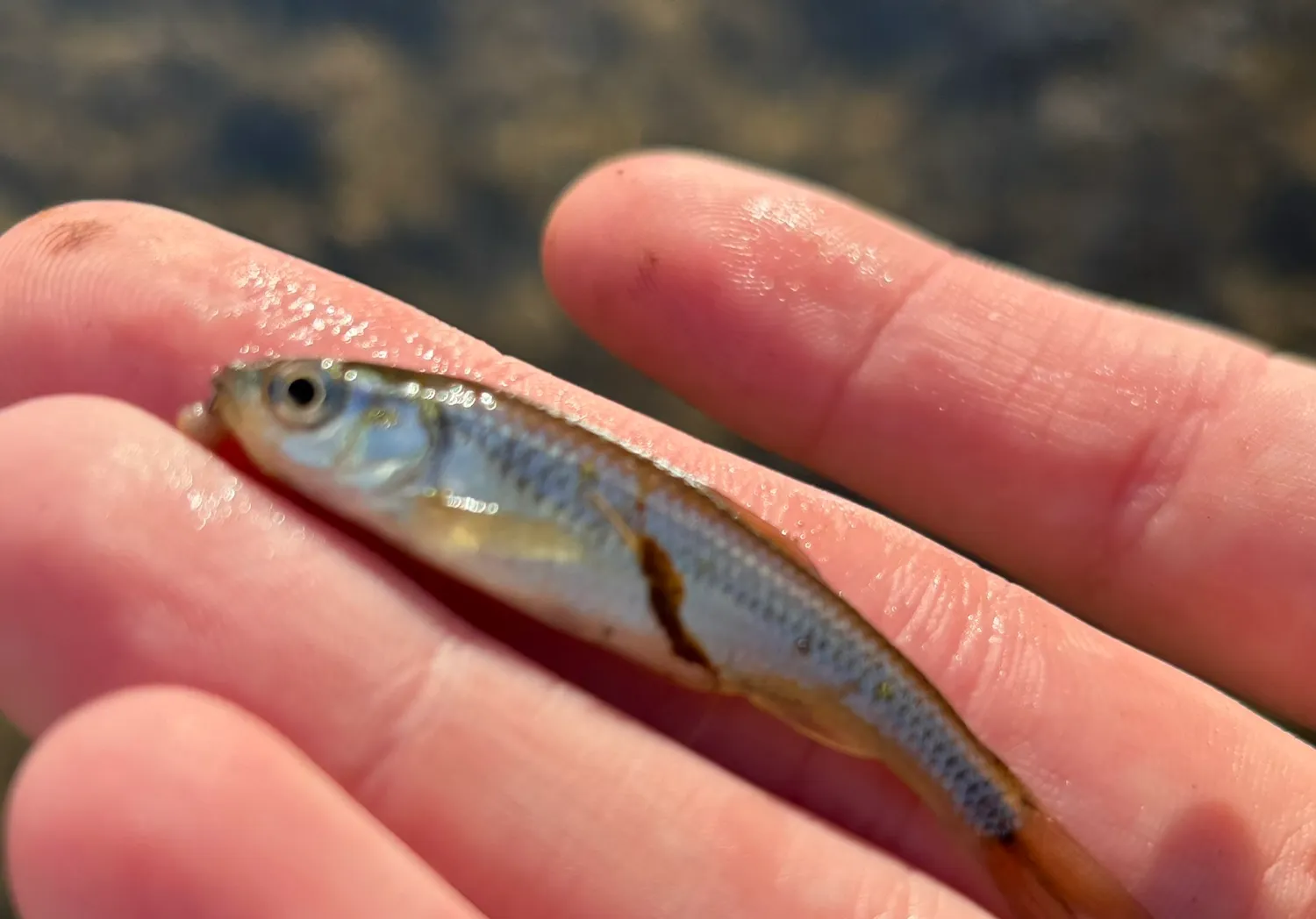 Bluntnose minnow