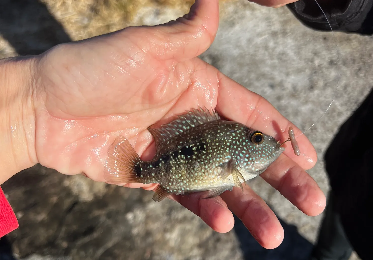 Jack Dempsey cichlid