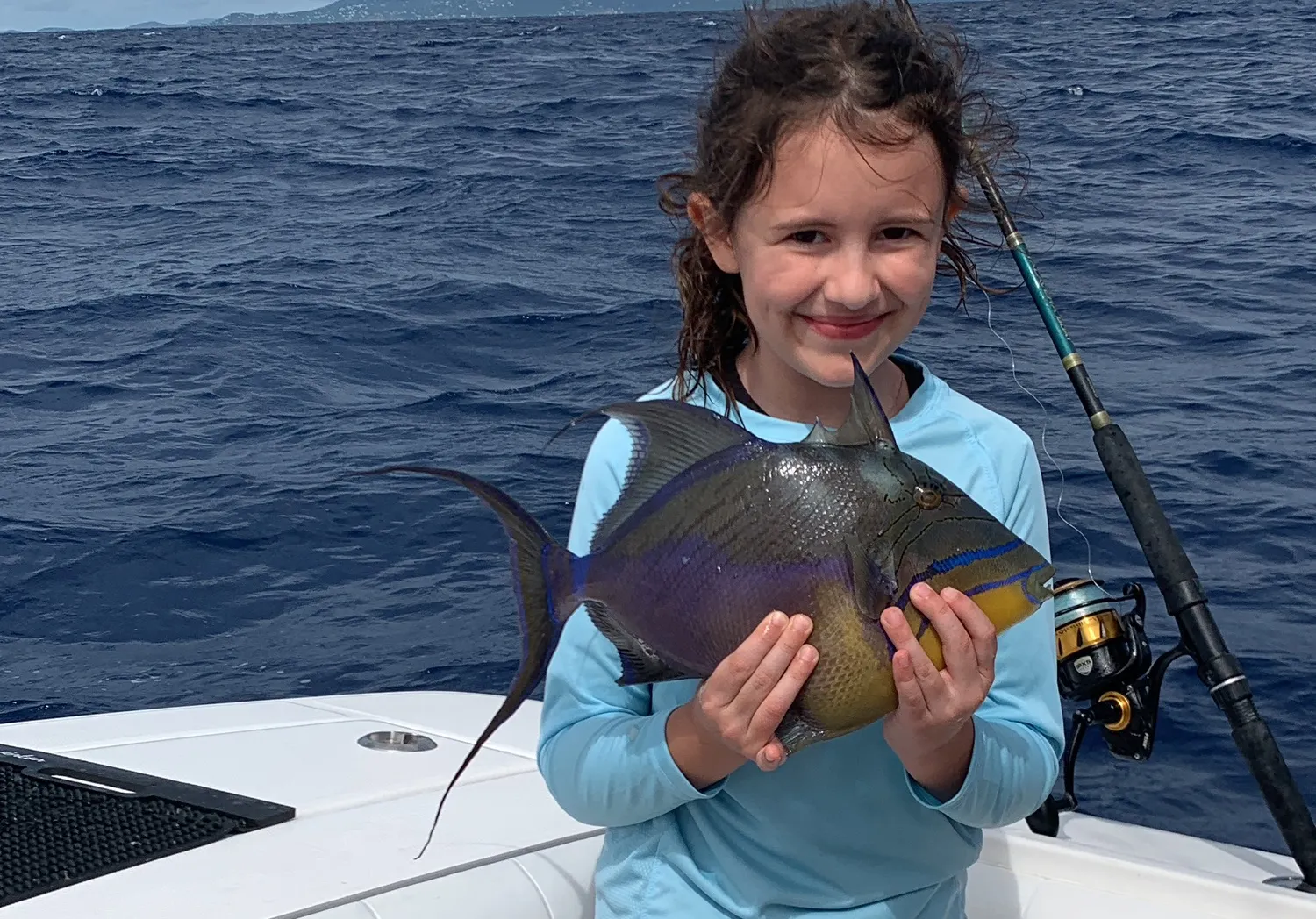 Queen triggerfish