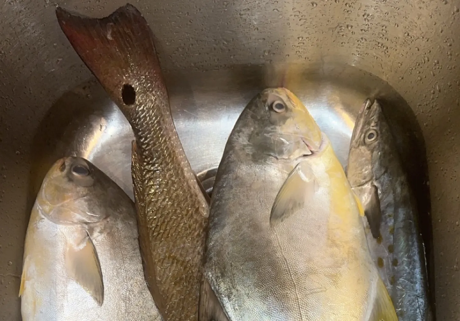 Florida pompano