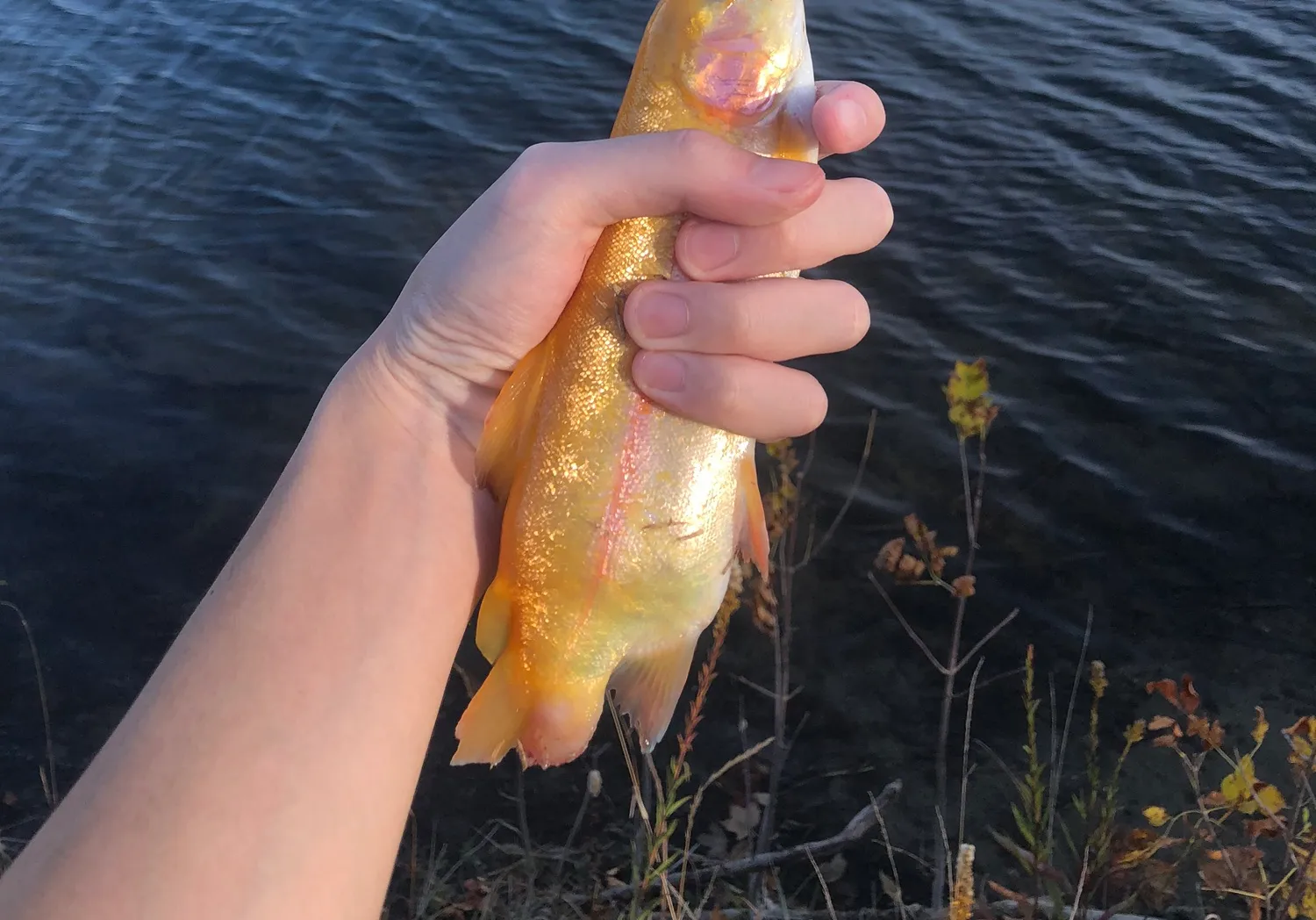 Golden rainbow trout