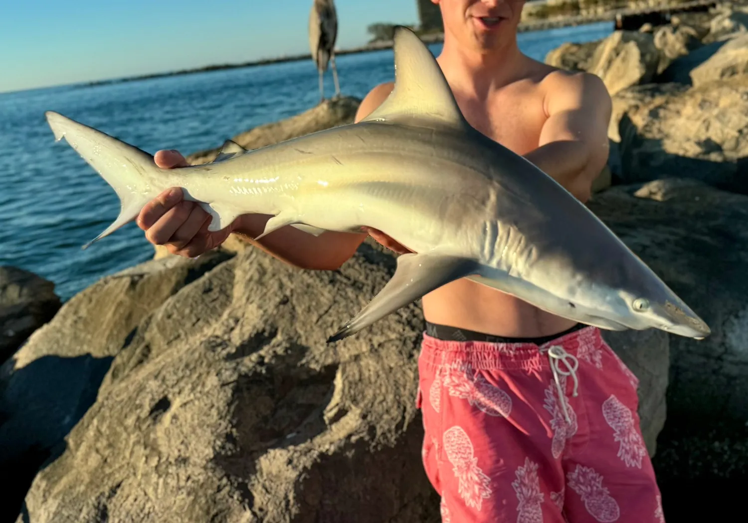 Spinner shark