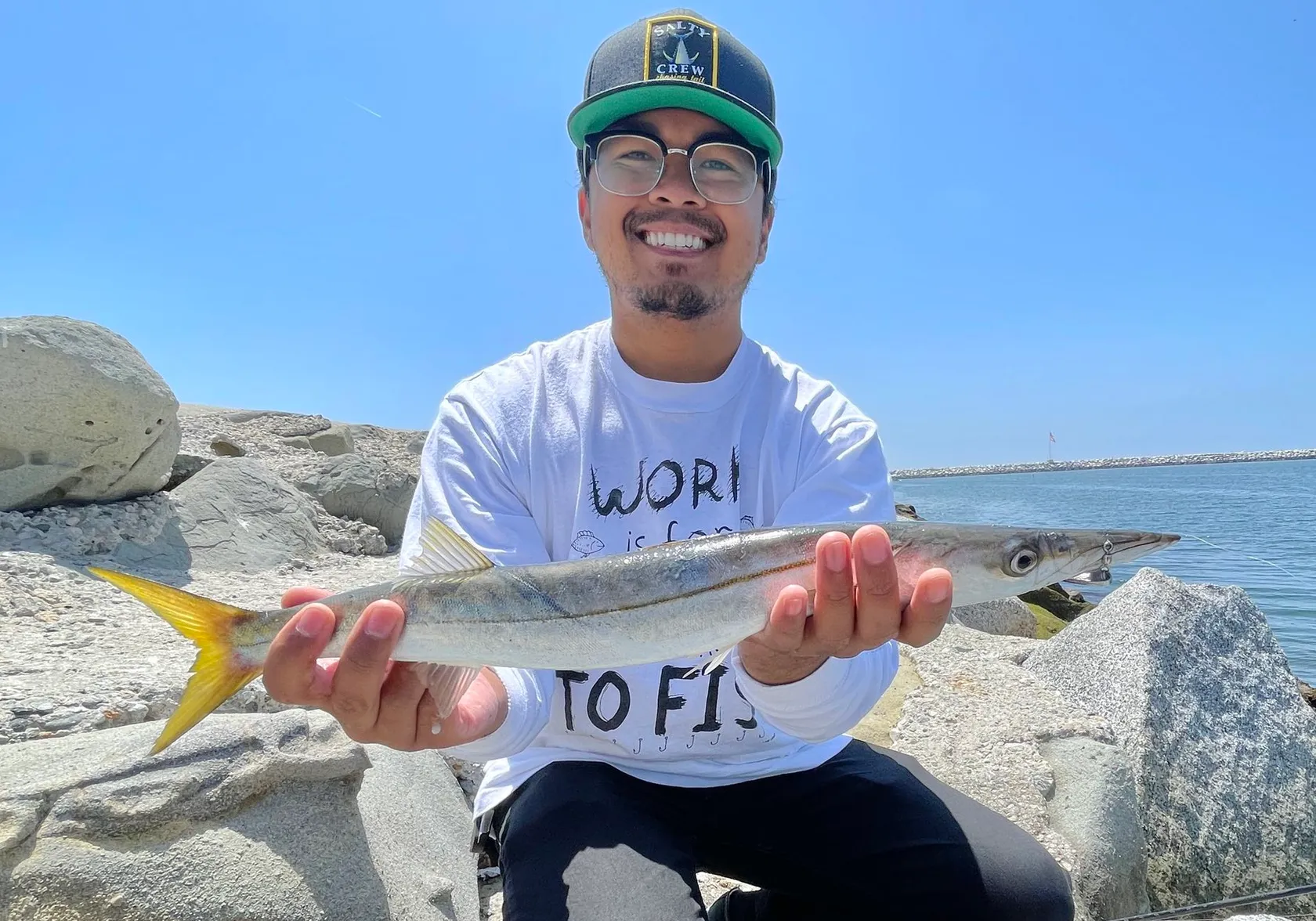 Pacific barracuda