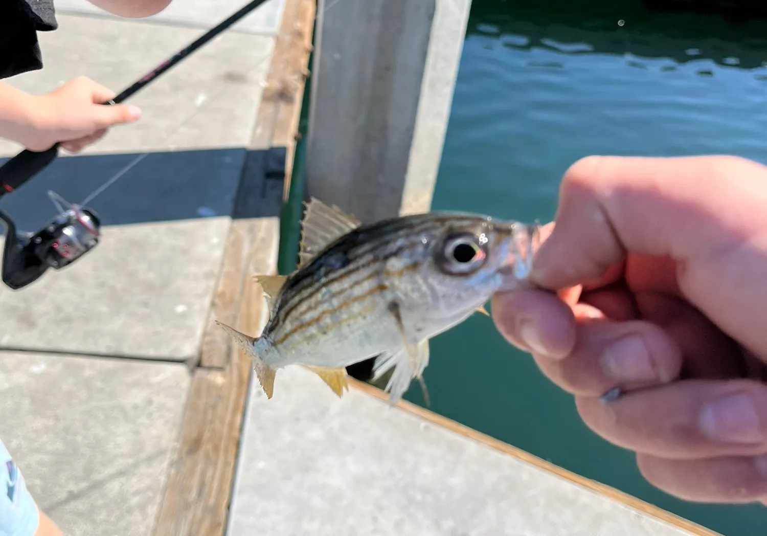 Salema porgy