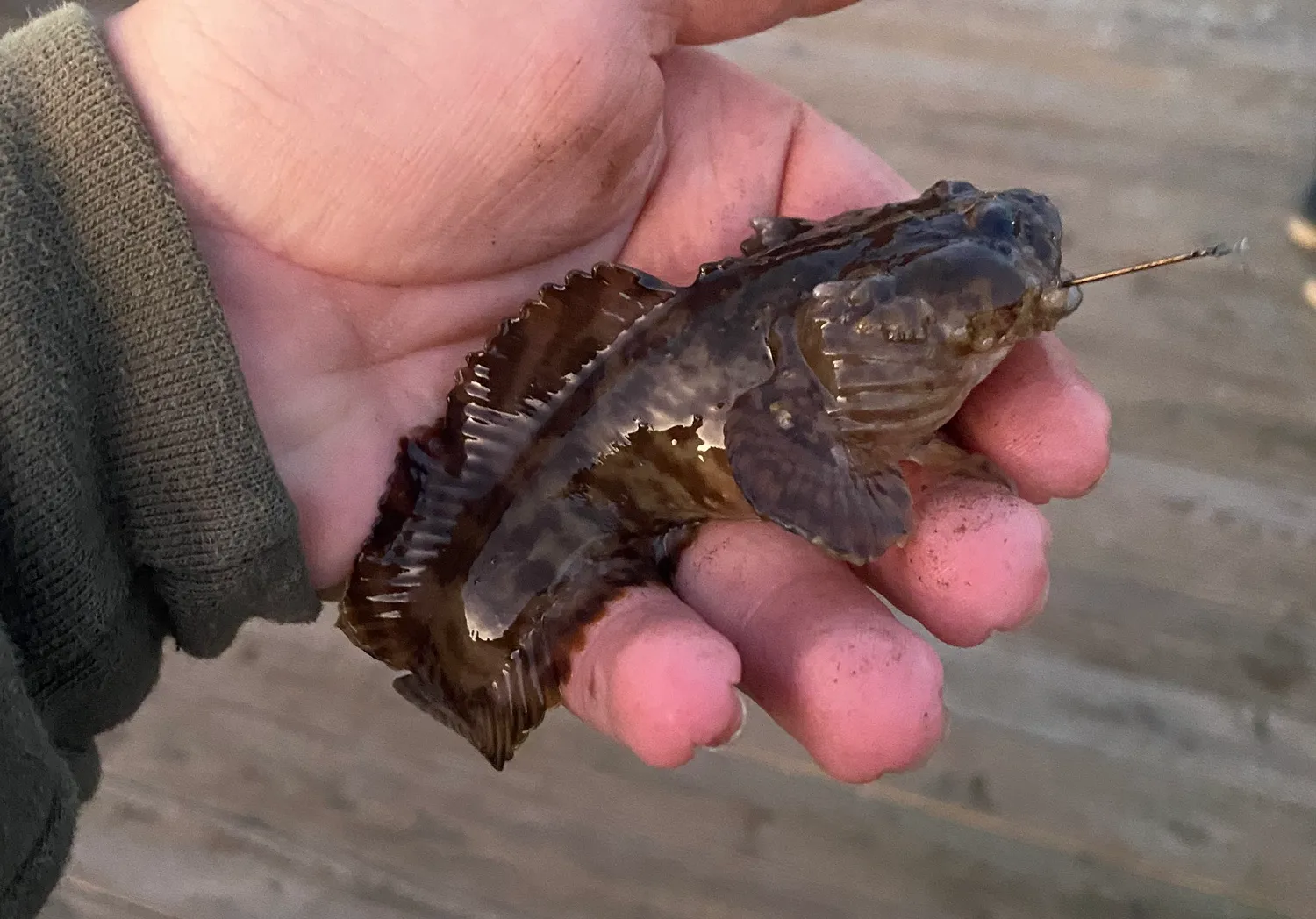 Oyster toadfish