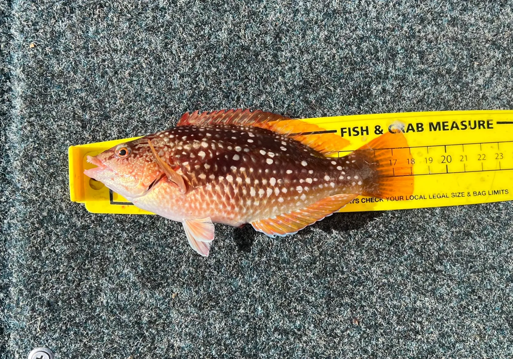 Crimsonband wrasse