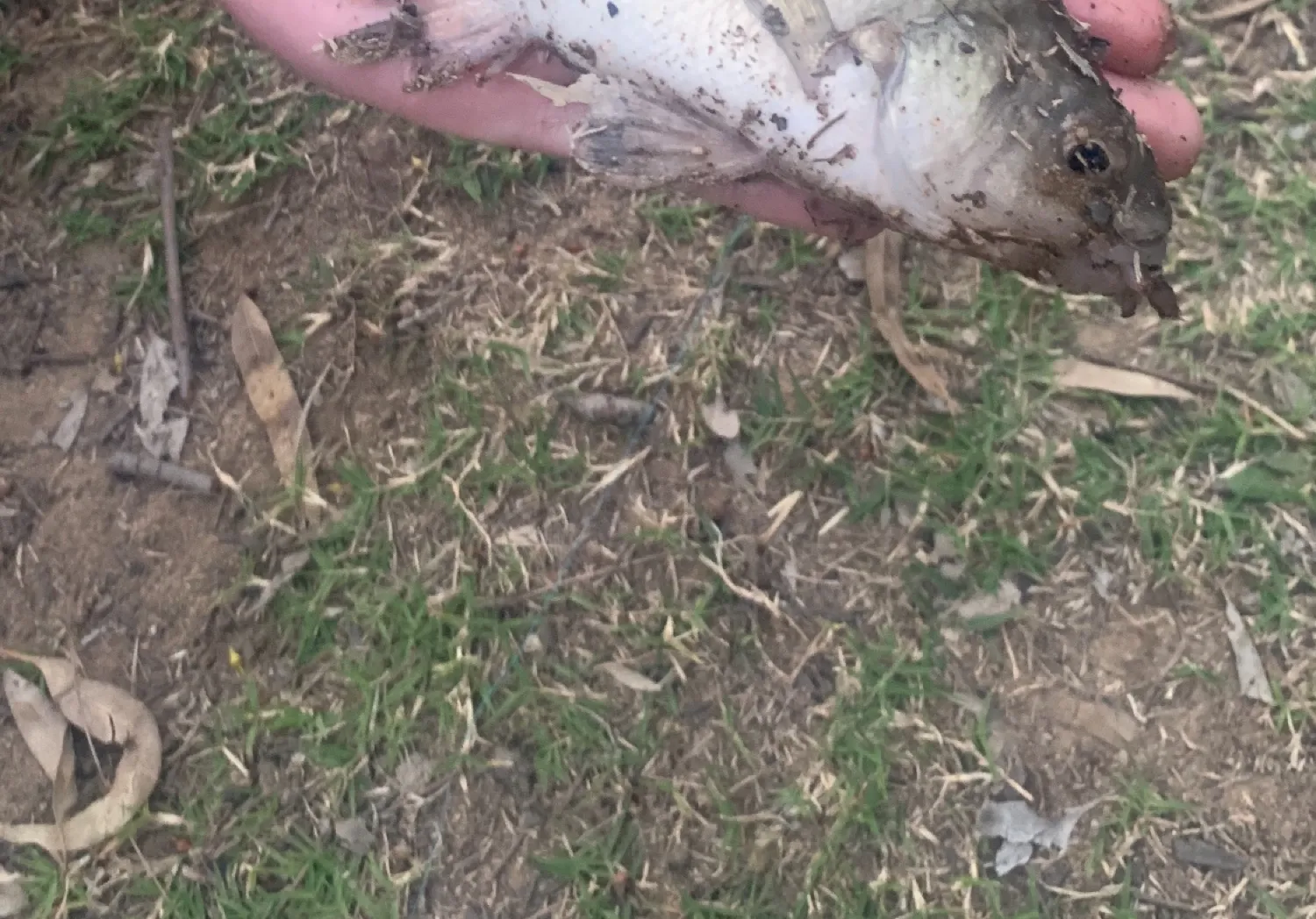 Macquarie perch