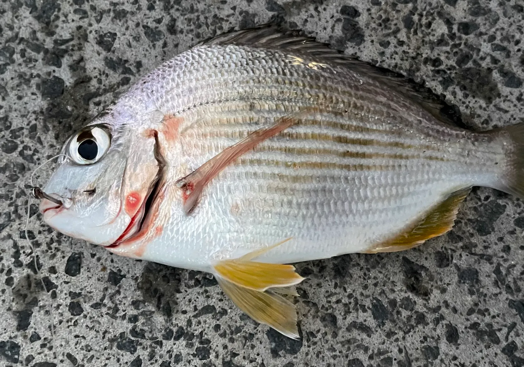 Goldlined seabream