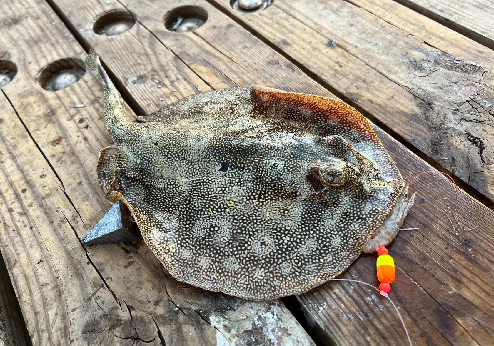 Yellow stingray