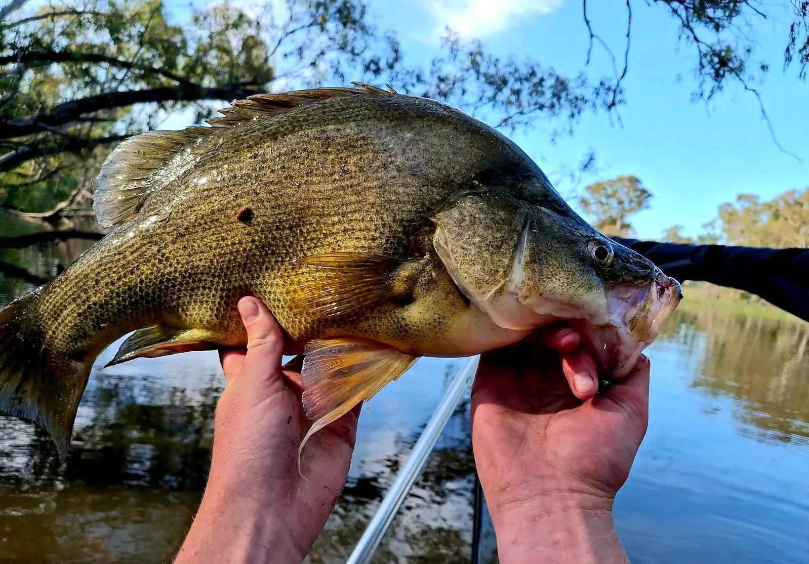 Golden perch