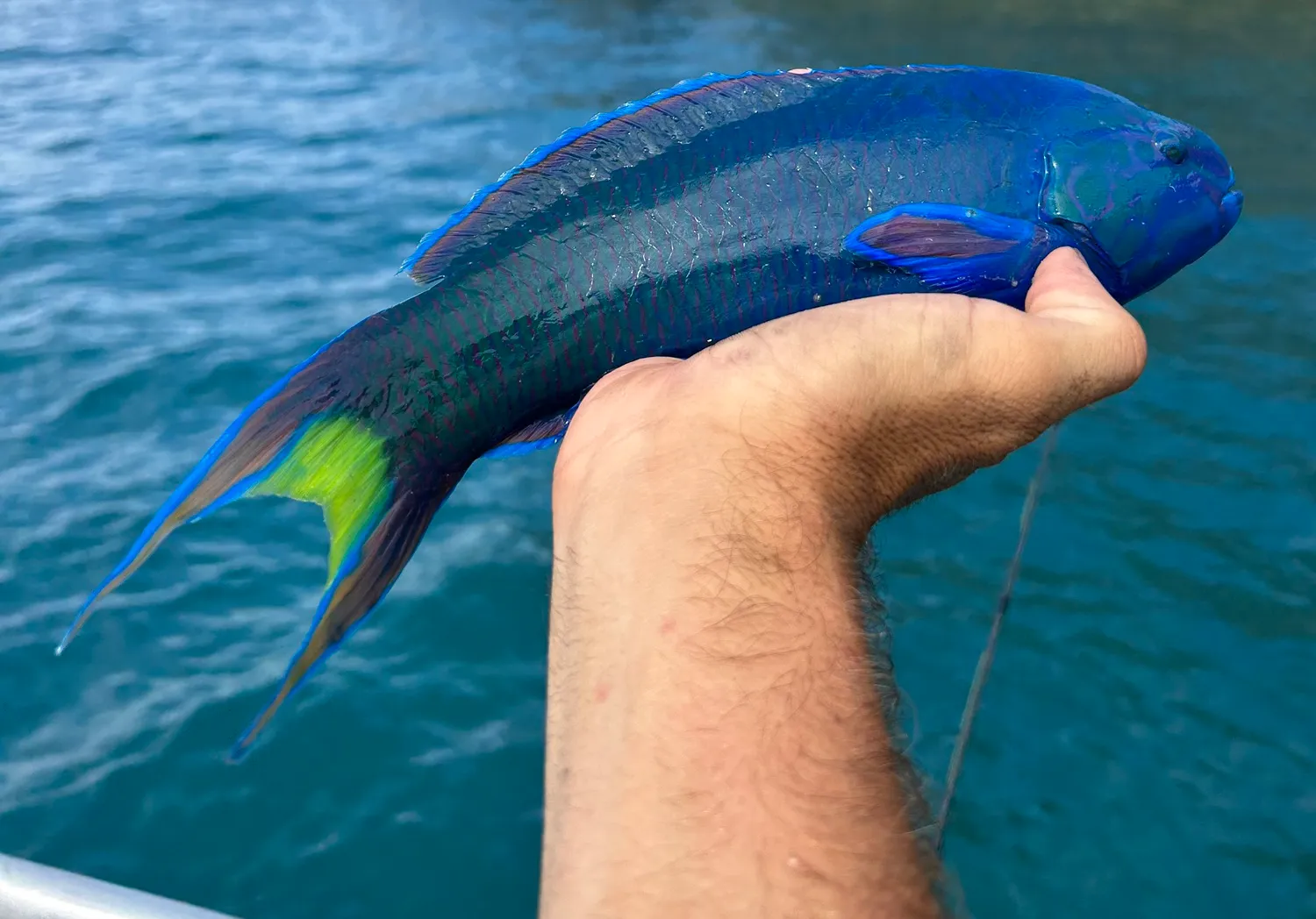 Moon wrasse