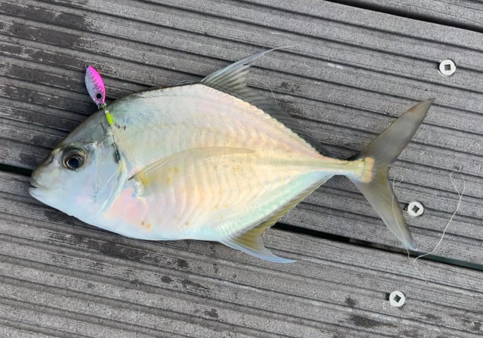 Longnose trevally