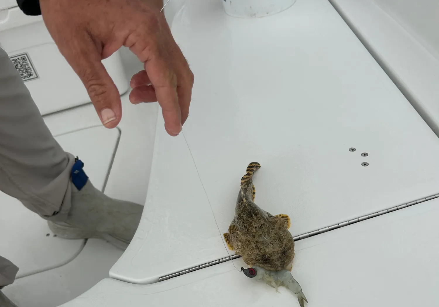 Gulf toadfish