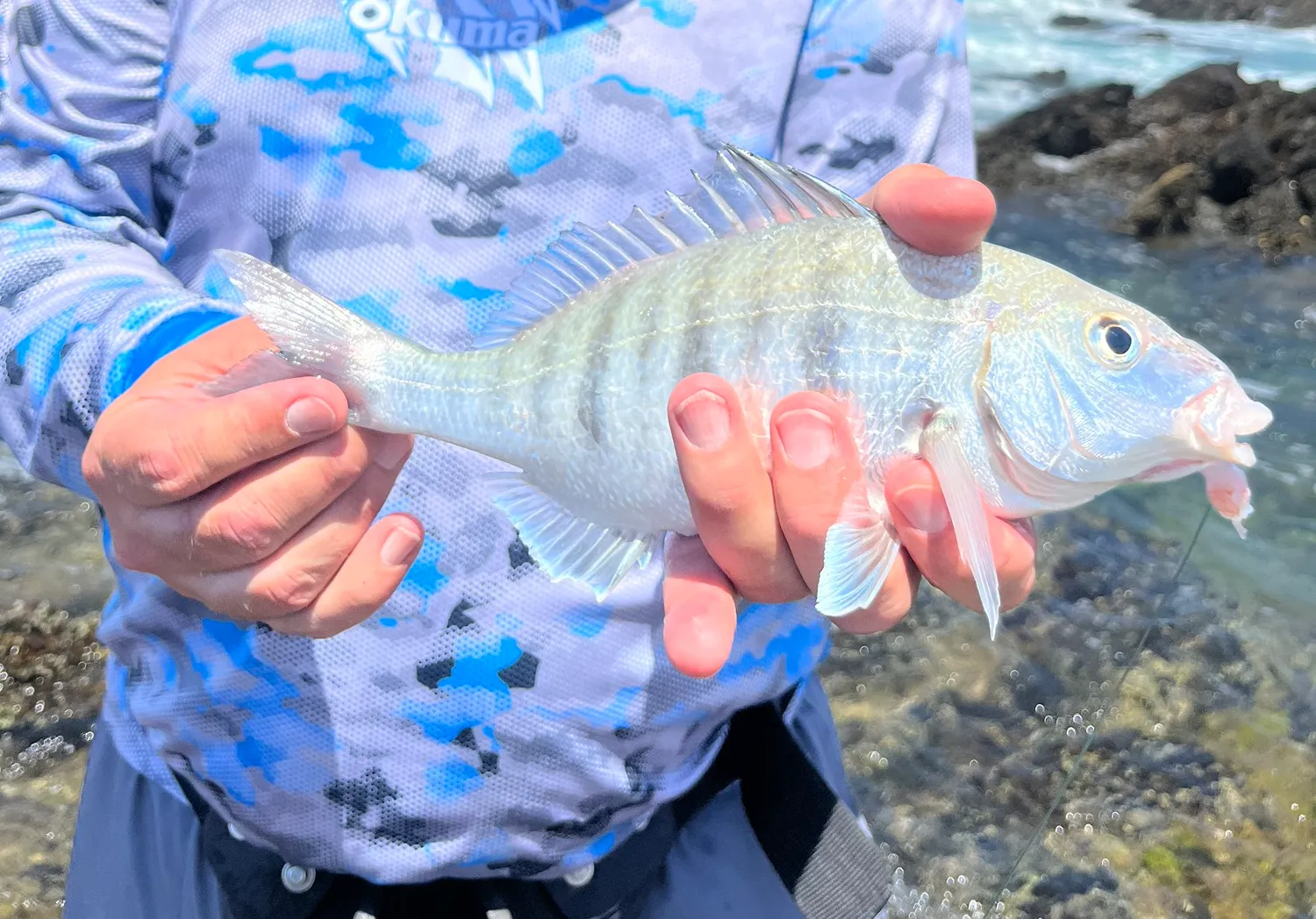 White steenbras