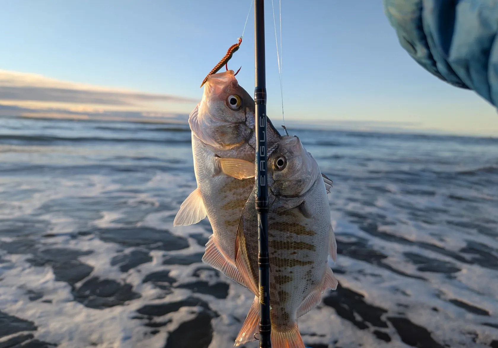 Redtail surfperch