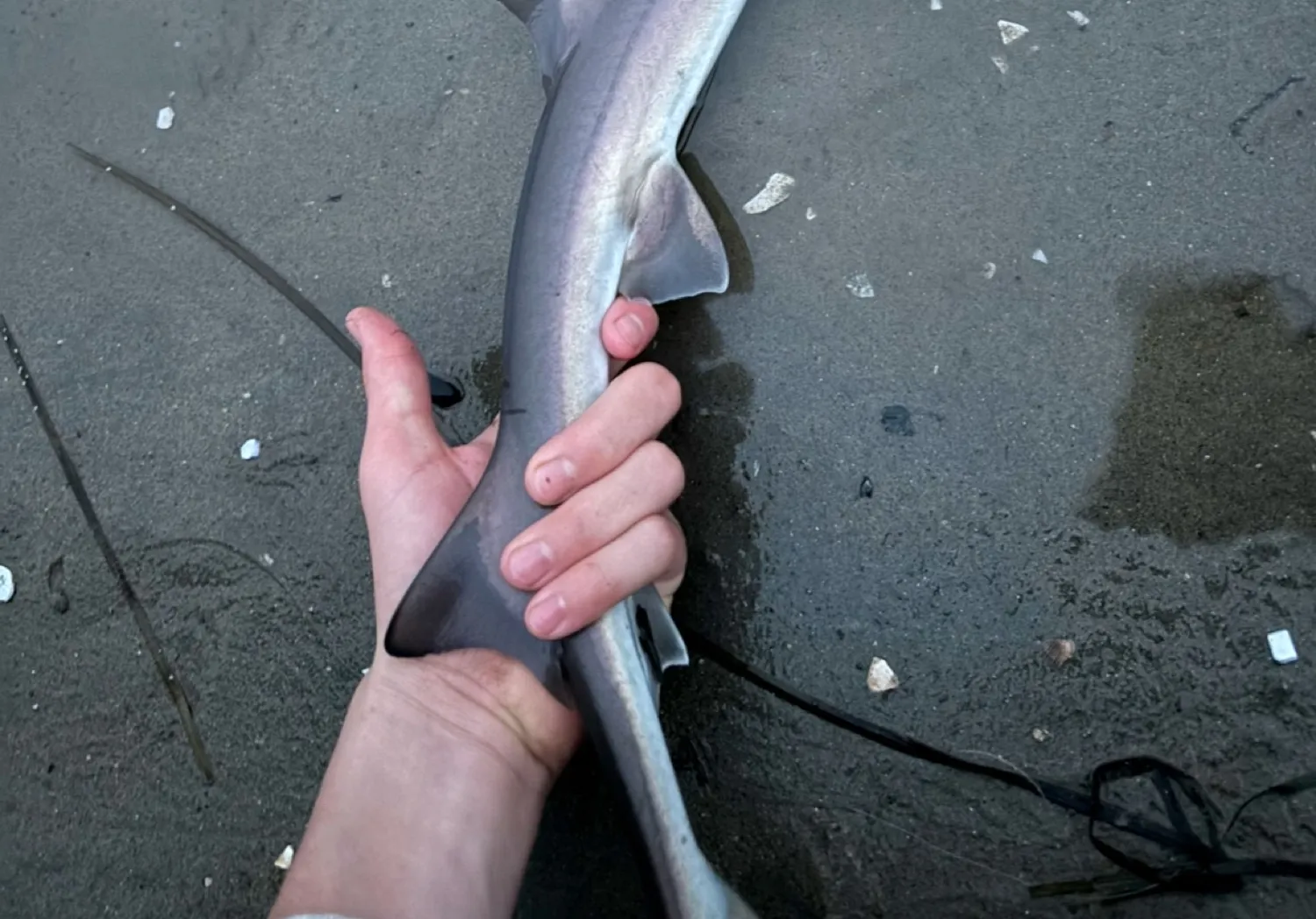 Grey smooth-hound