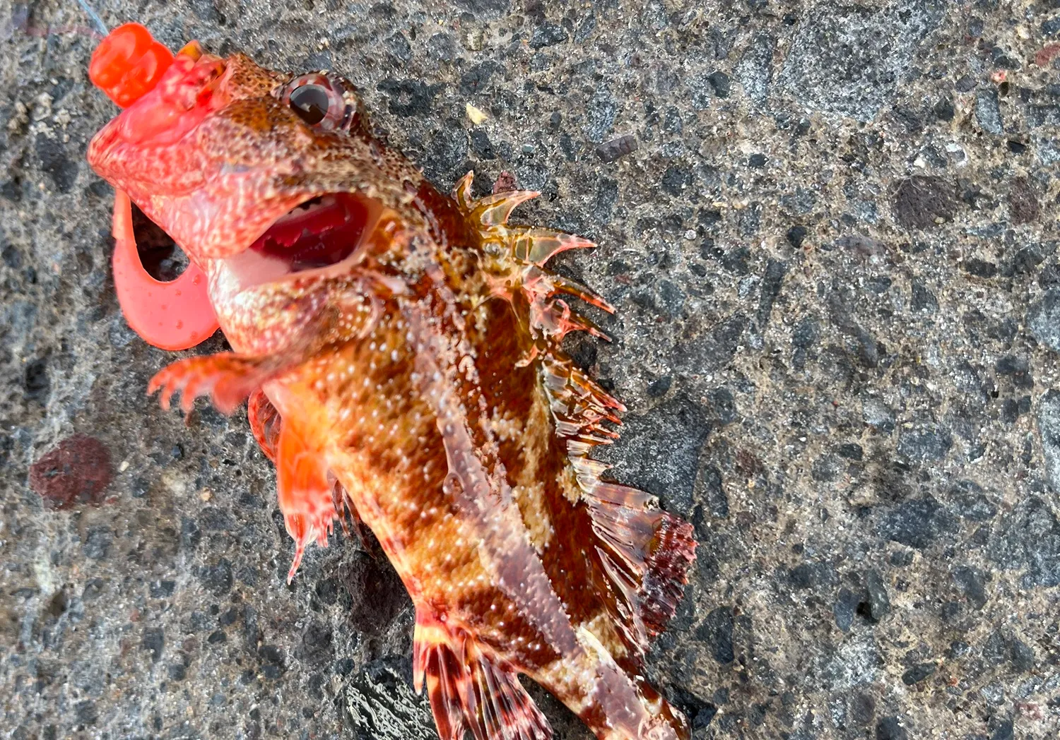 Madeira rockfish