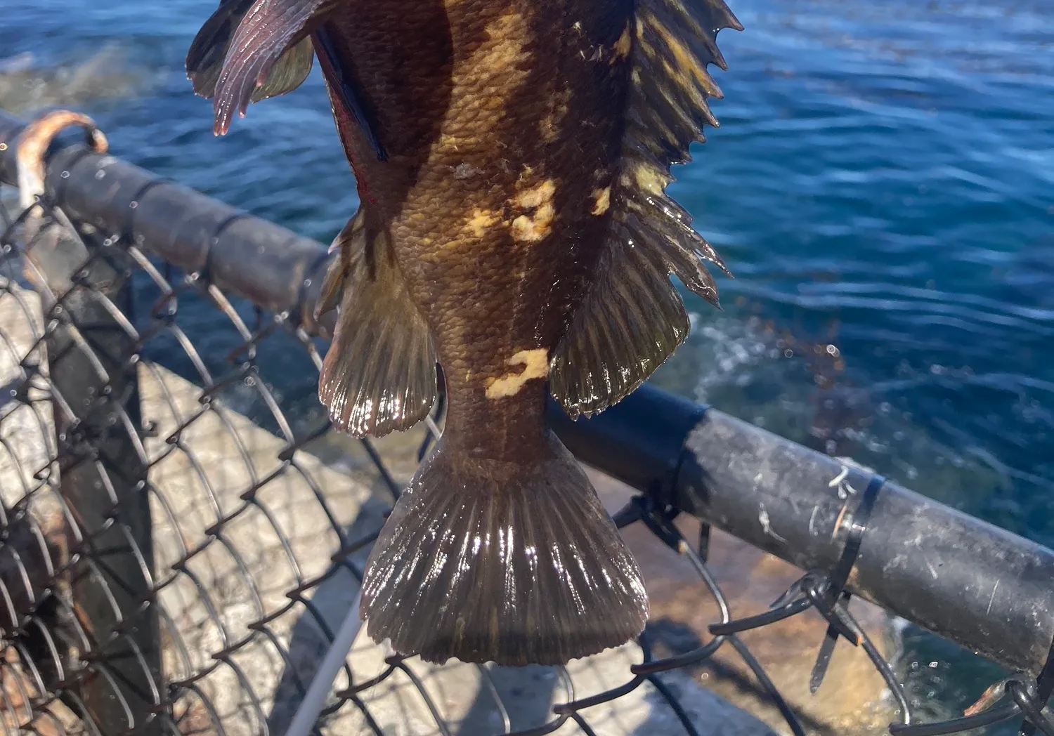 Black and yellow rockfish