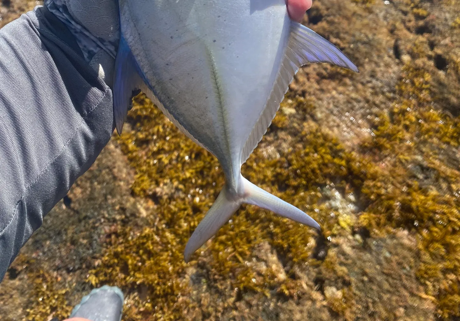 Skipjack trevally