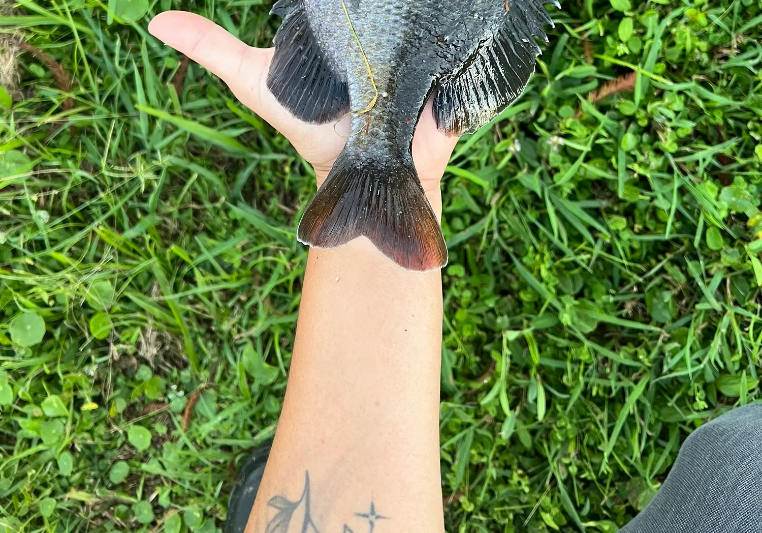 Coppernose bluegill