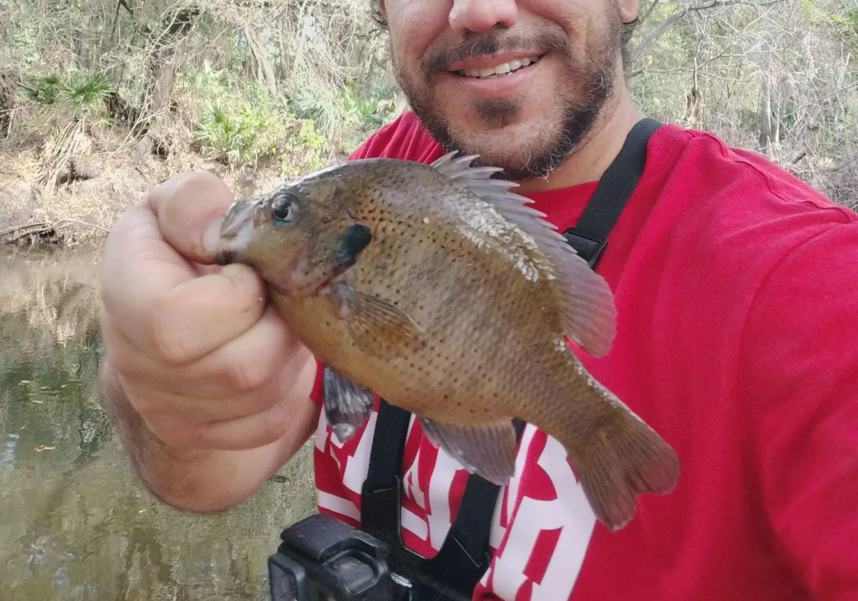 Spotted sunfish