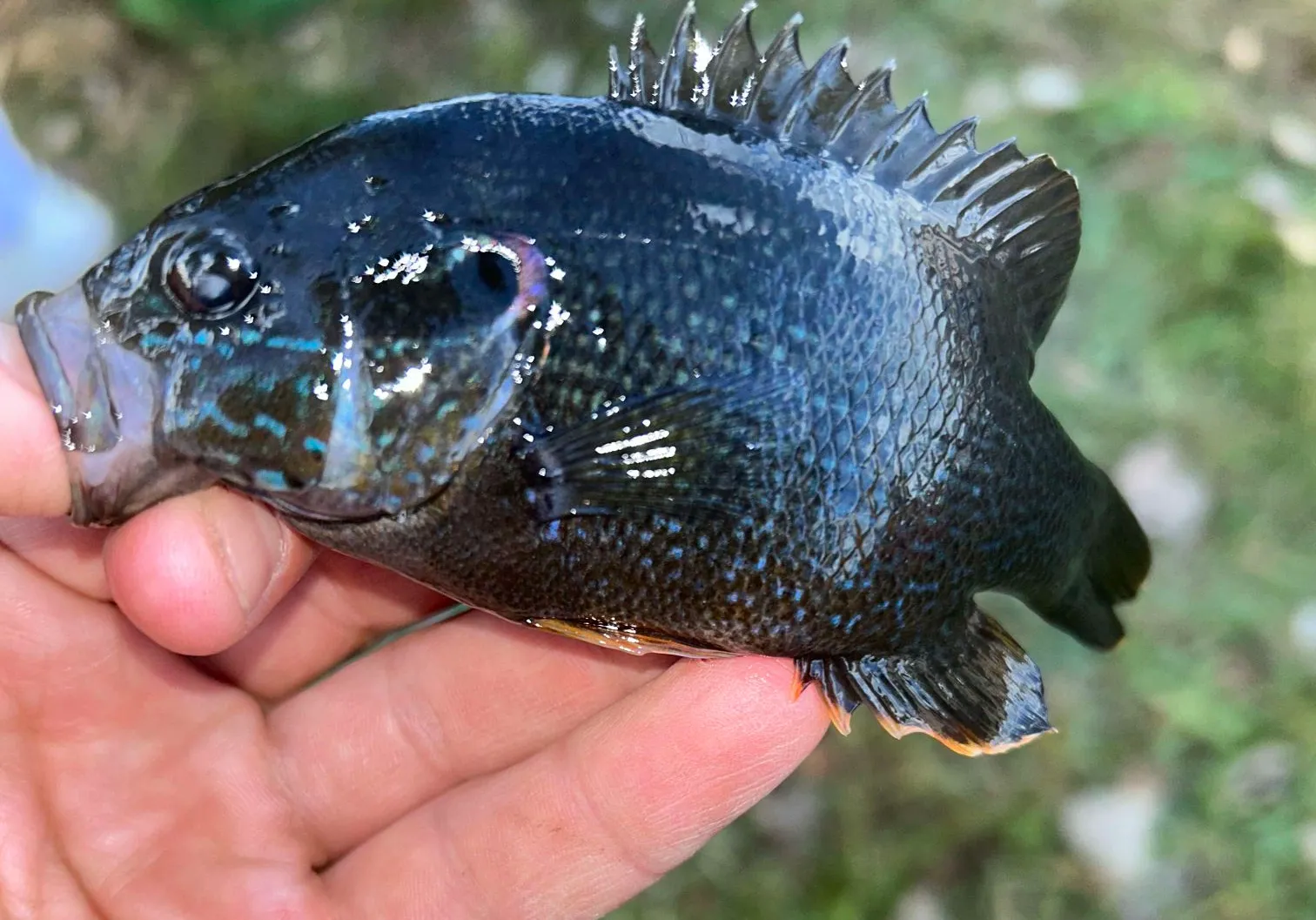 Bluespotted Sunfish