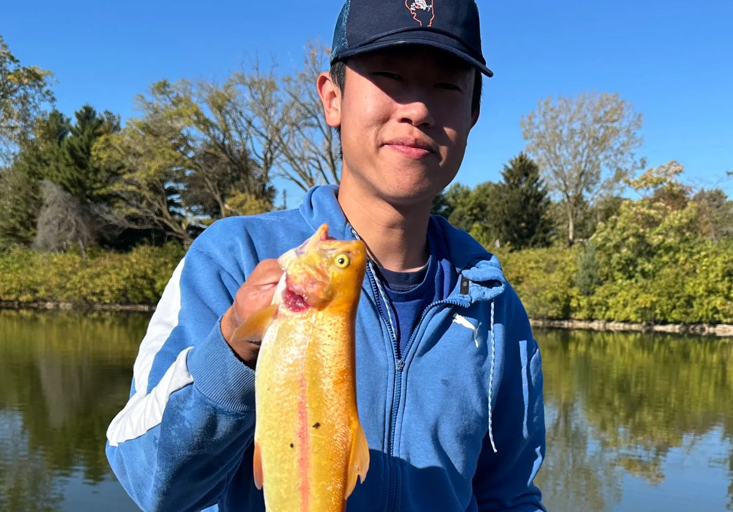 Golden rainbow trout