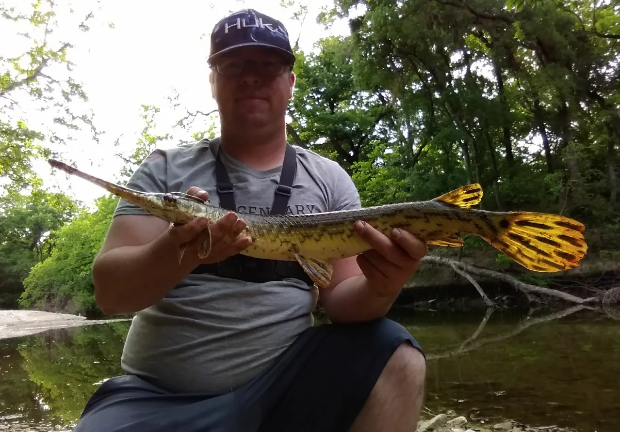 Longnose gar