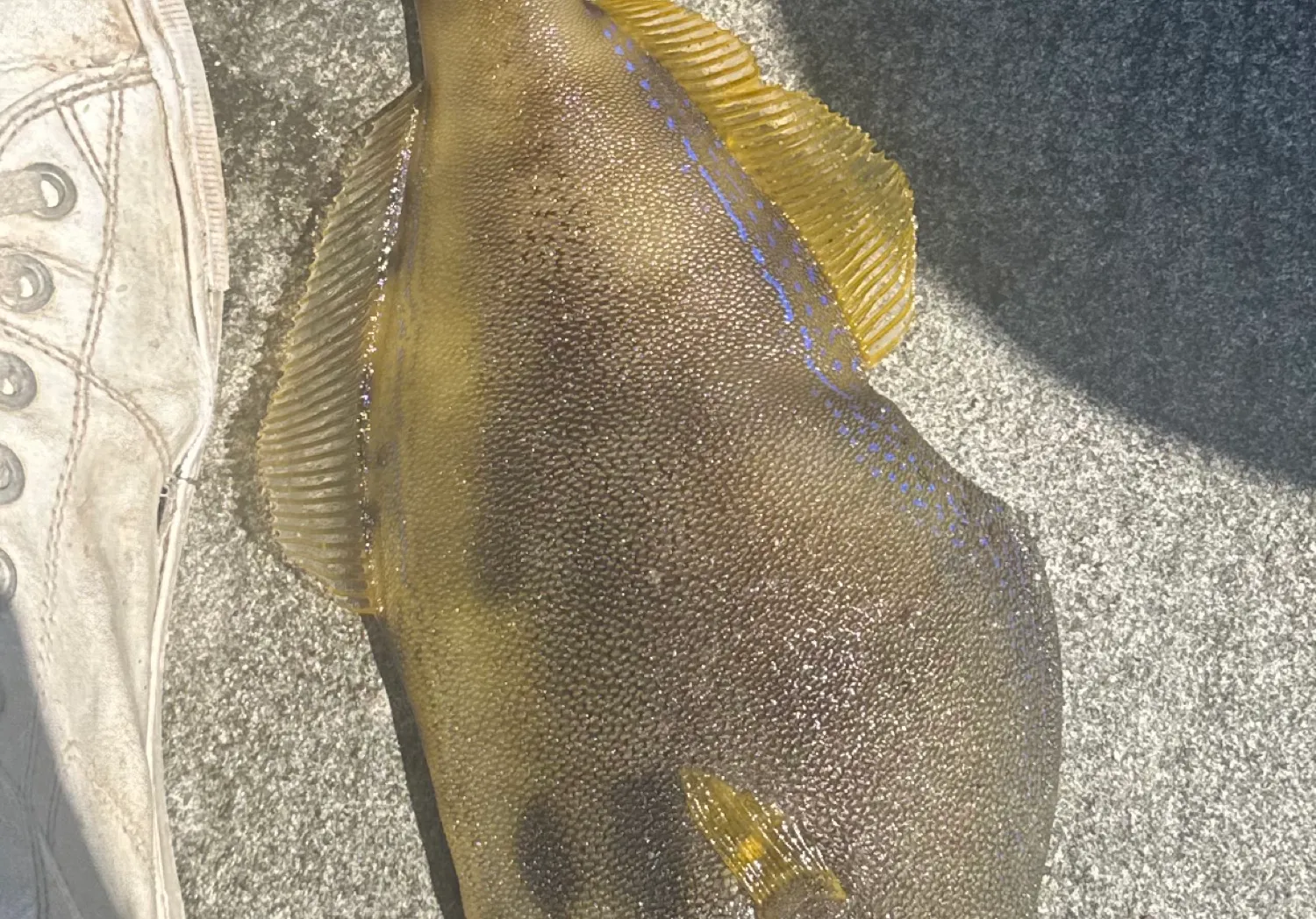 Yellowfin leatherjacket