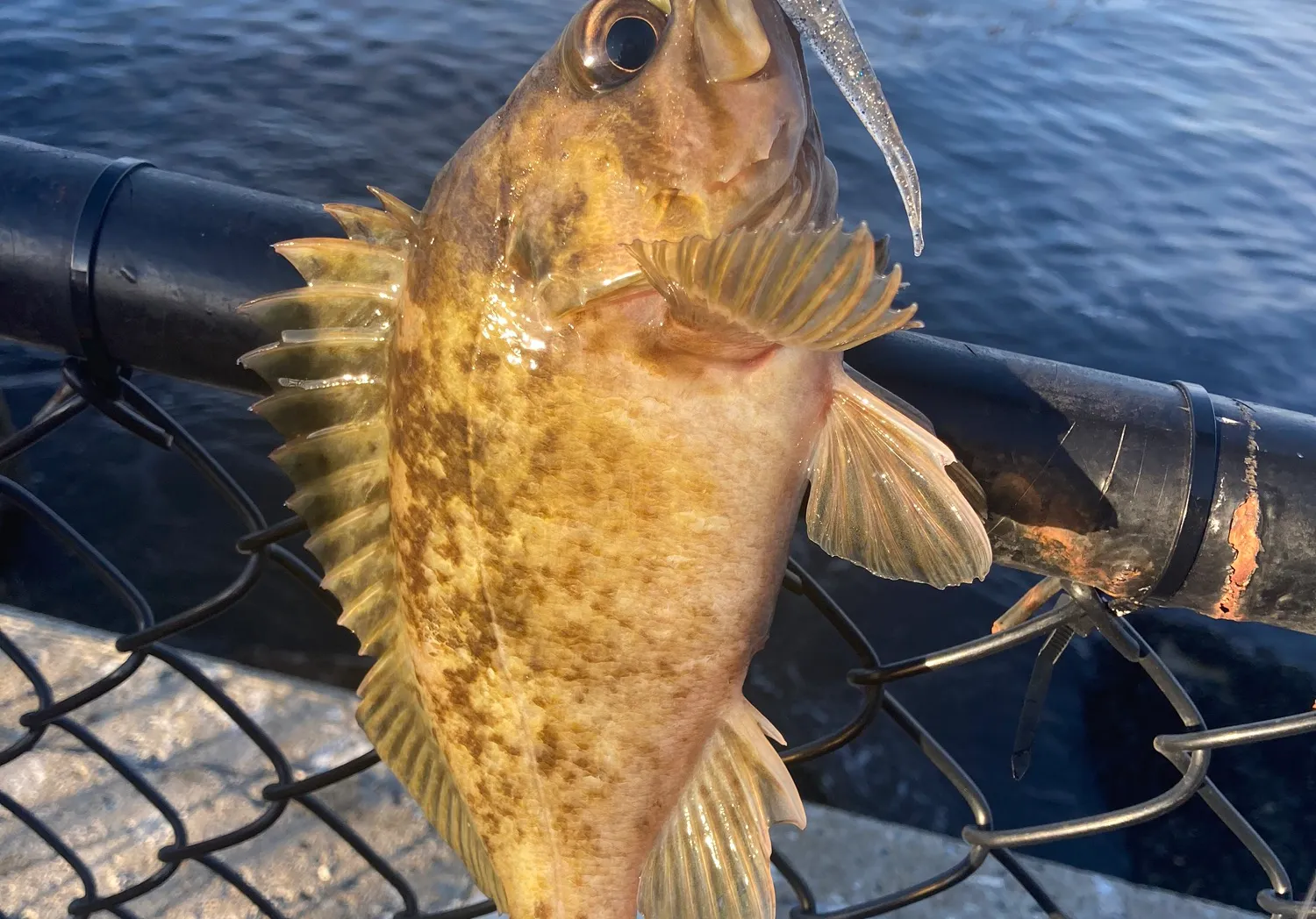 Calico rockfish