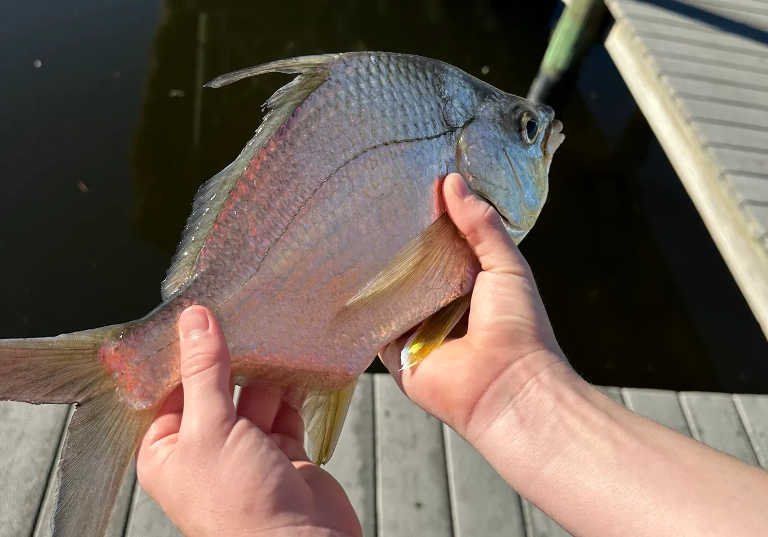 Striped mojarra