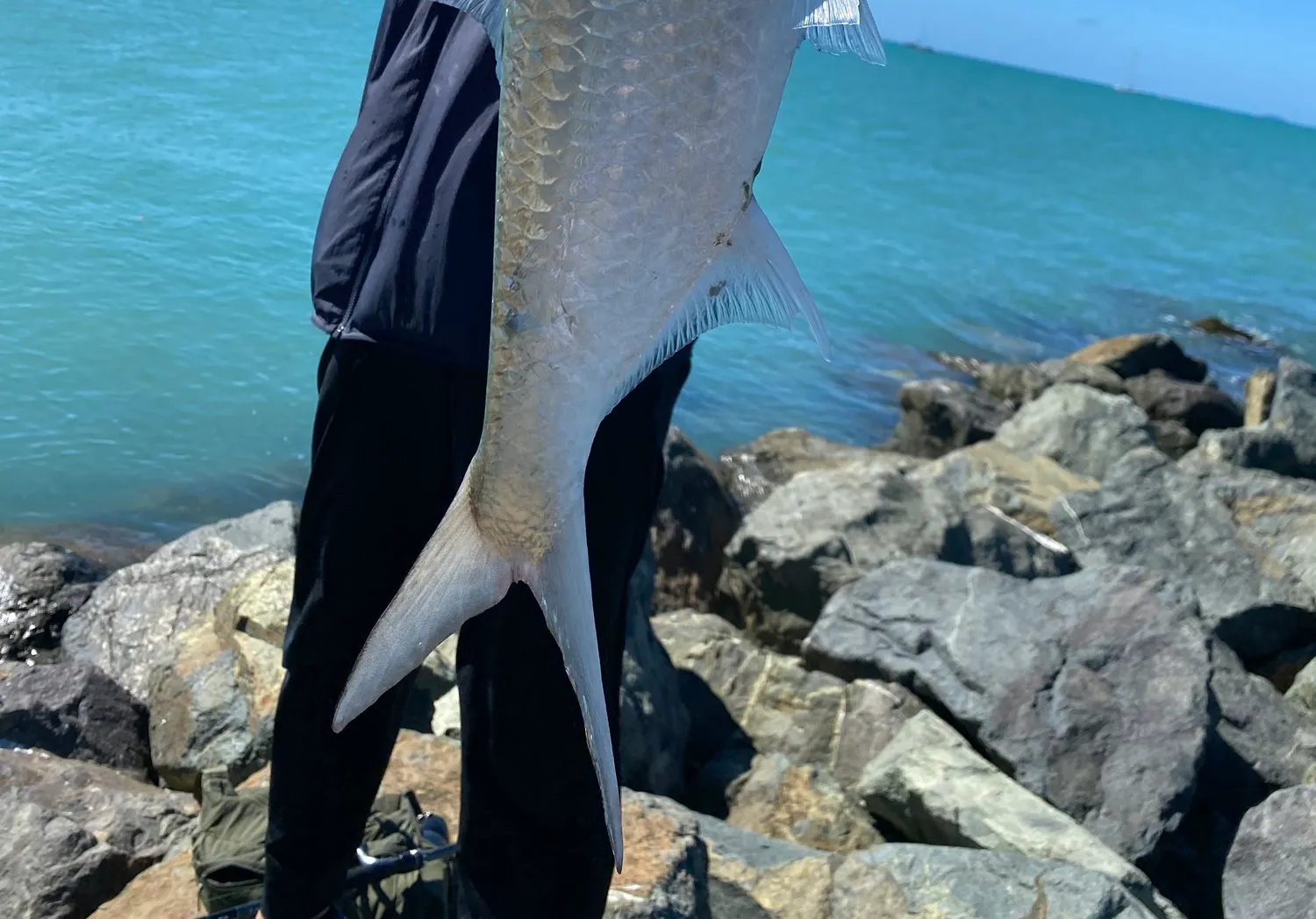 Indo-Pacific tarpon